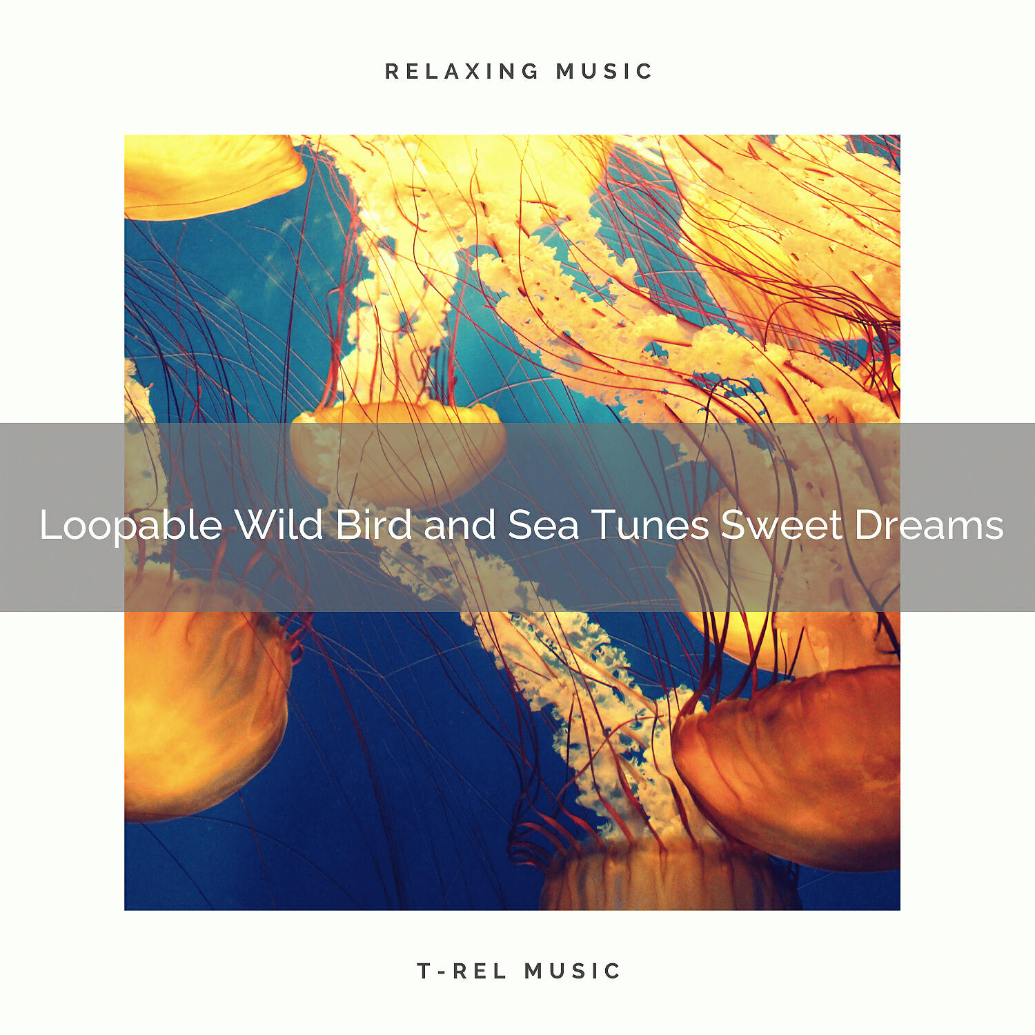 Sound of the Wilderness - Wild Bird and Ocean Calm Songs Relaxation Tunes