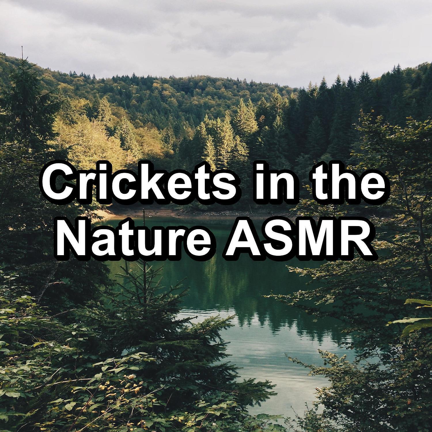 4D Nature Recordings - Woods