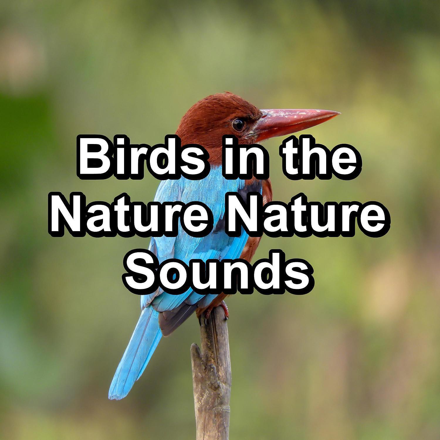 Постер альбома Birds in the Nature Nature Sounds