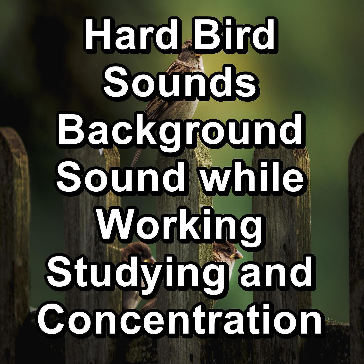 Singing Birds - ASMR Bird Sounds ASMR Instant Relaxing Loopable for the Night
