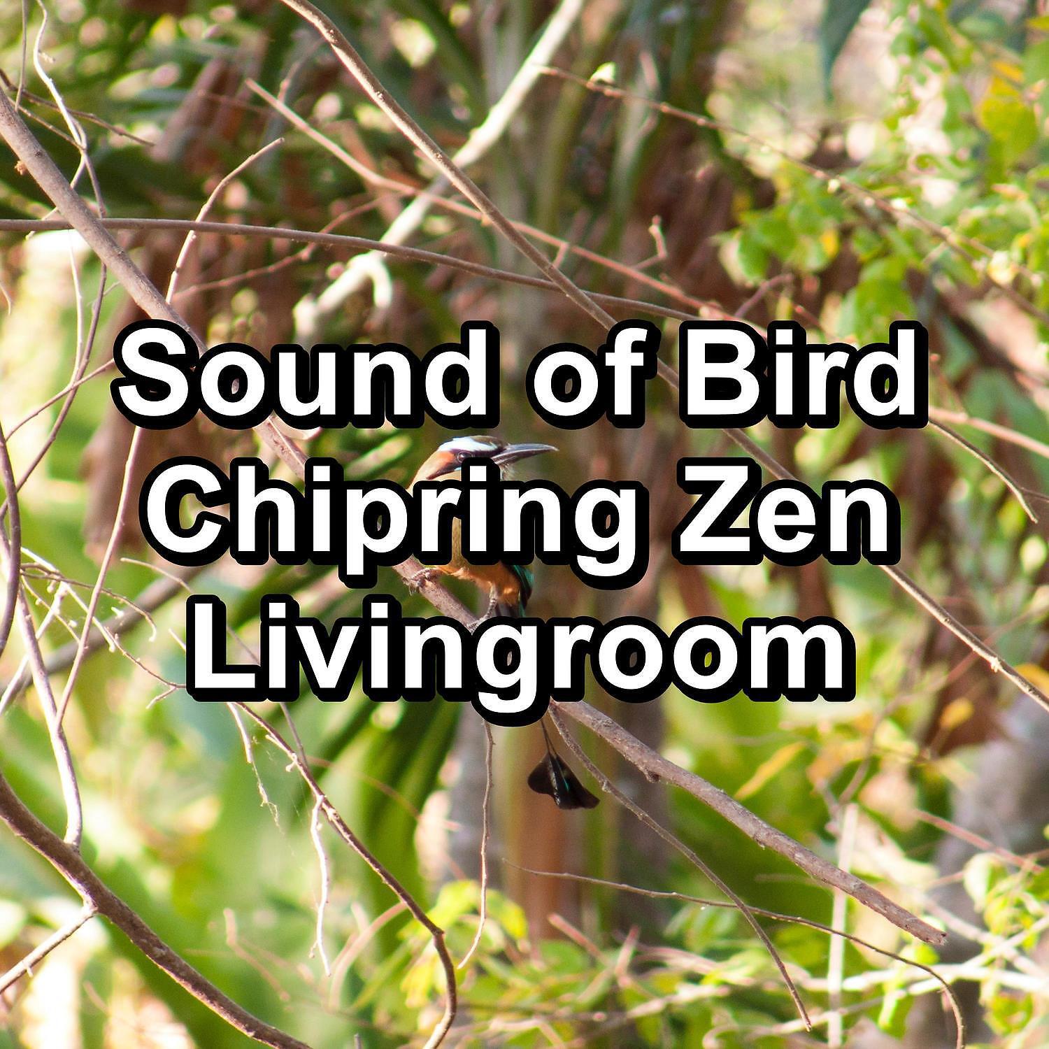 Baby Sleep Music - Dreamy Bird Sounds For Studying To Repeat the Whole Night