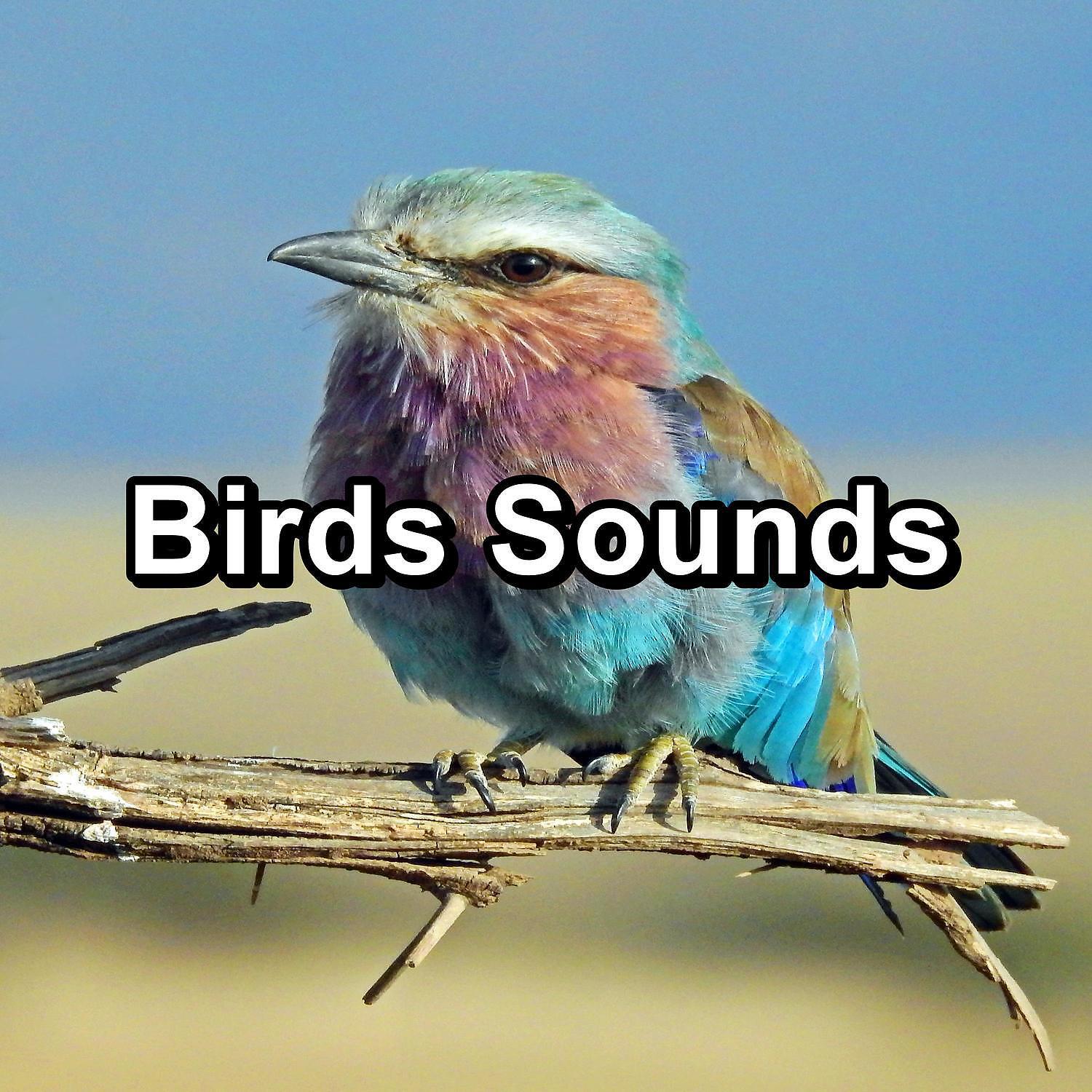 Birds - Bird Sounds For a Cozy Living Room To Loop as Long as you Need