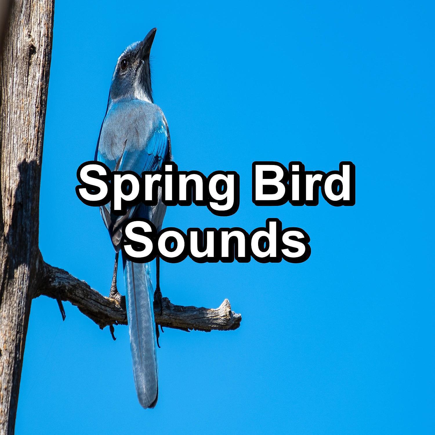 Bird Songs - Birdsong For Meditation To Loop for 24 Hours