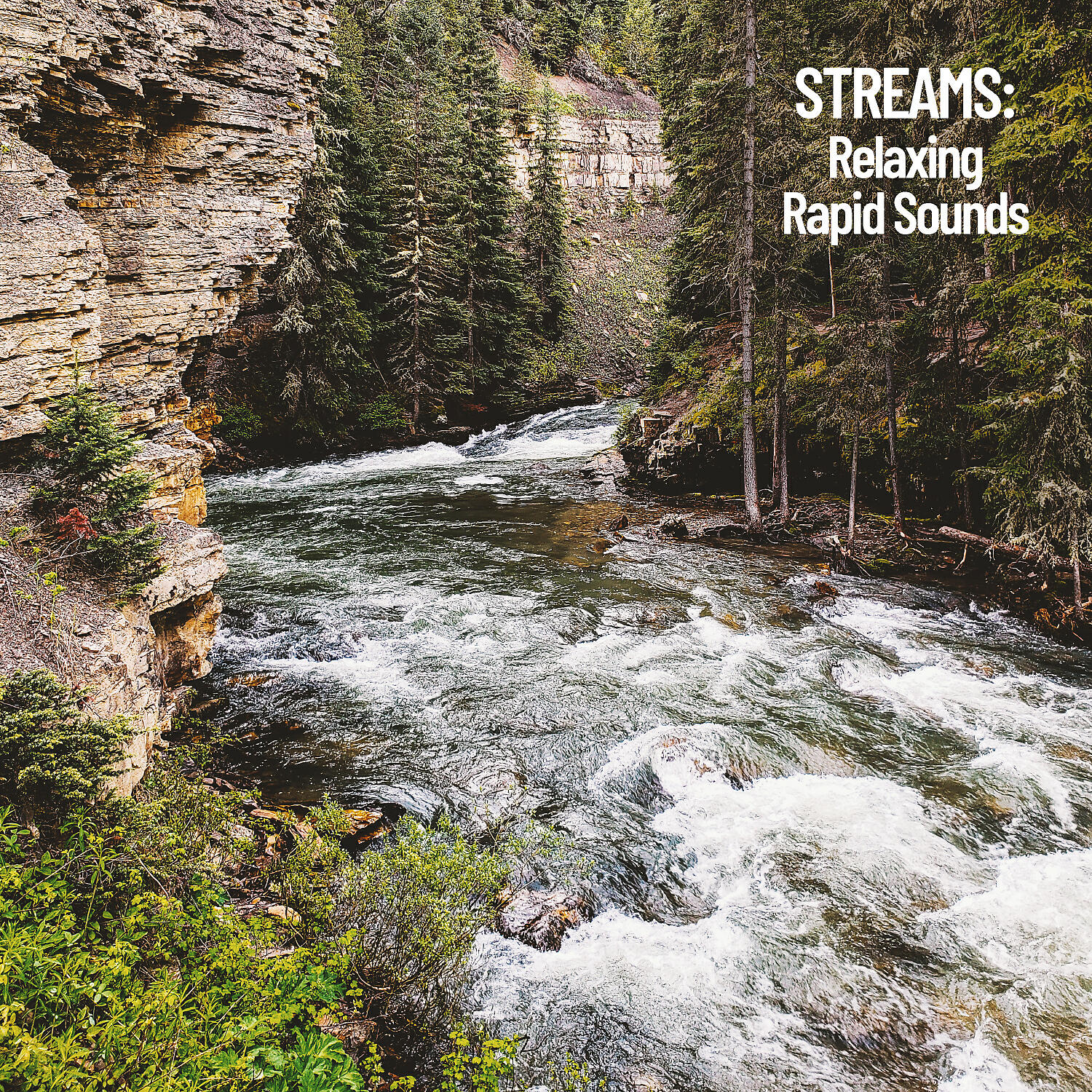 Rivers - Dog Chasing Stream