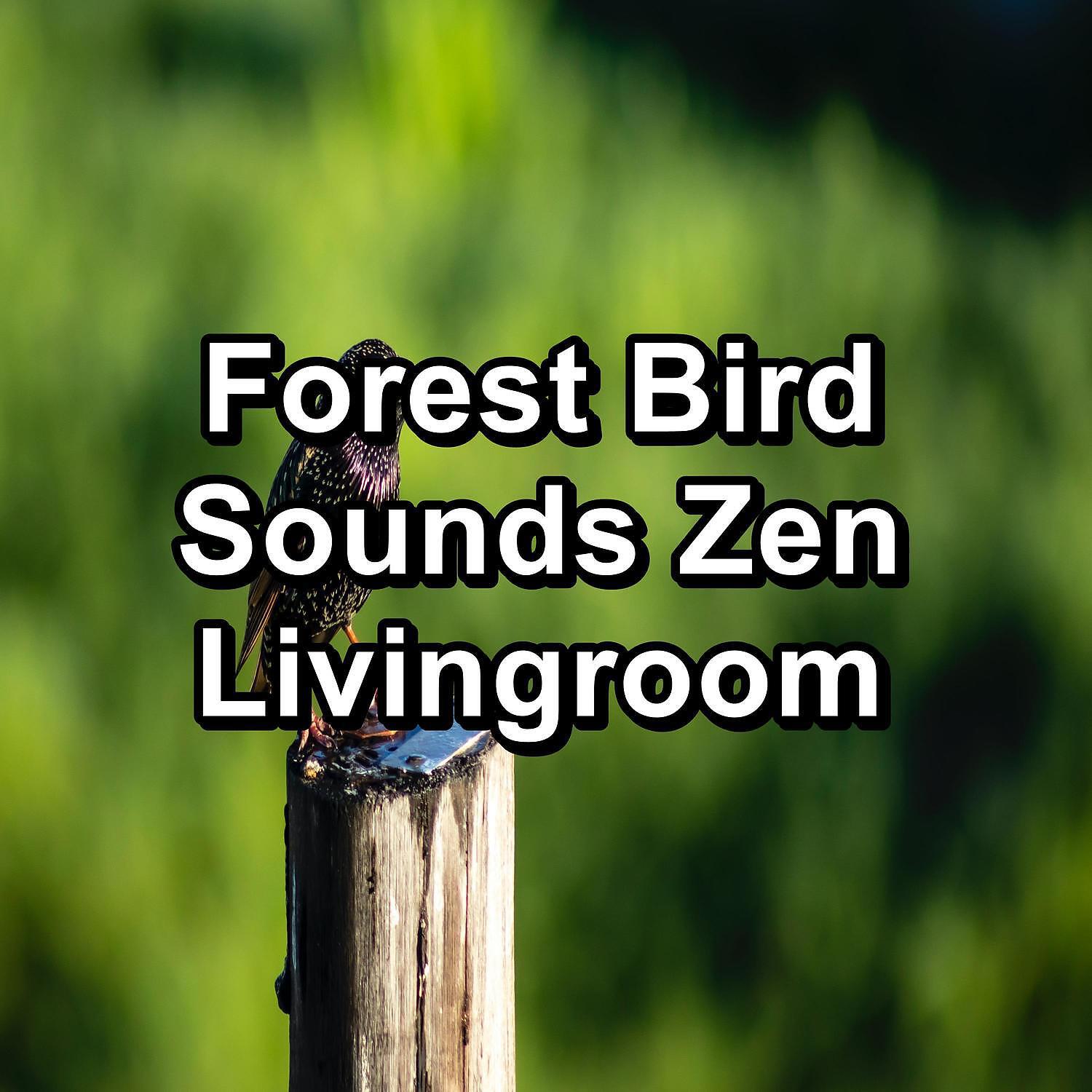 Bird Sound Collectors - Birdsong Garden Bird Songs Loopable