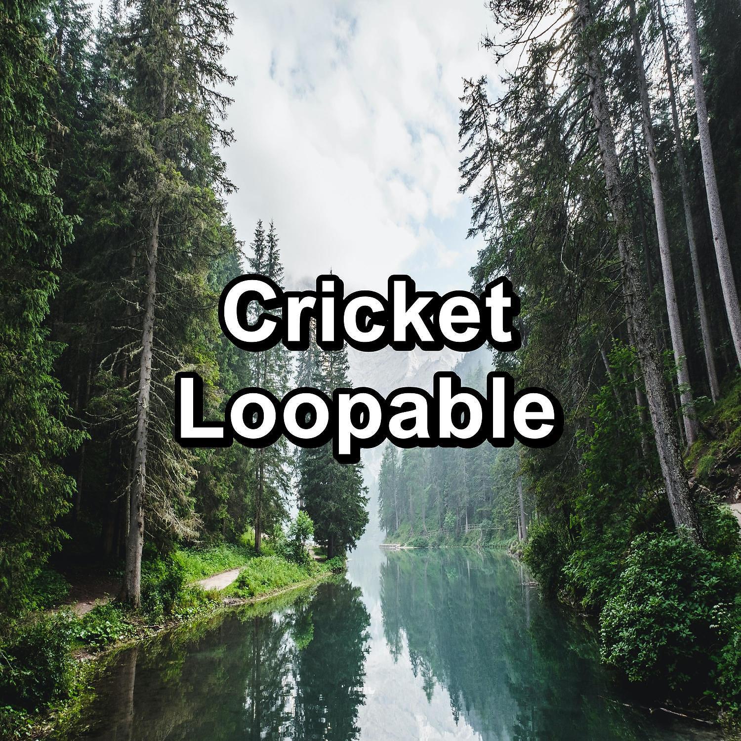 Постер альбома Cricket Loopable