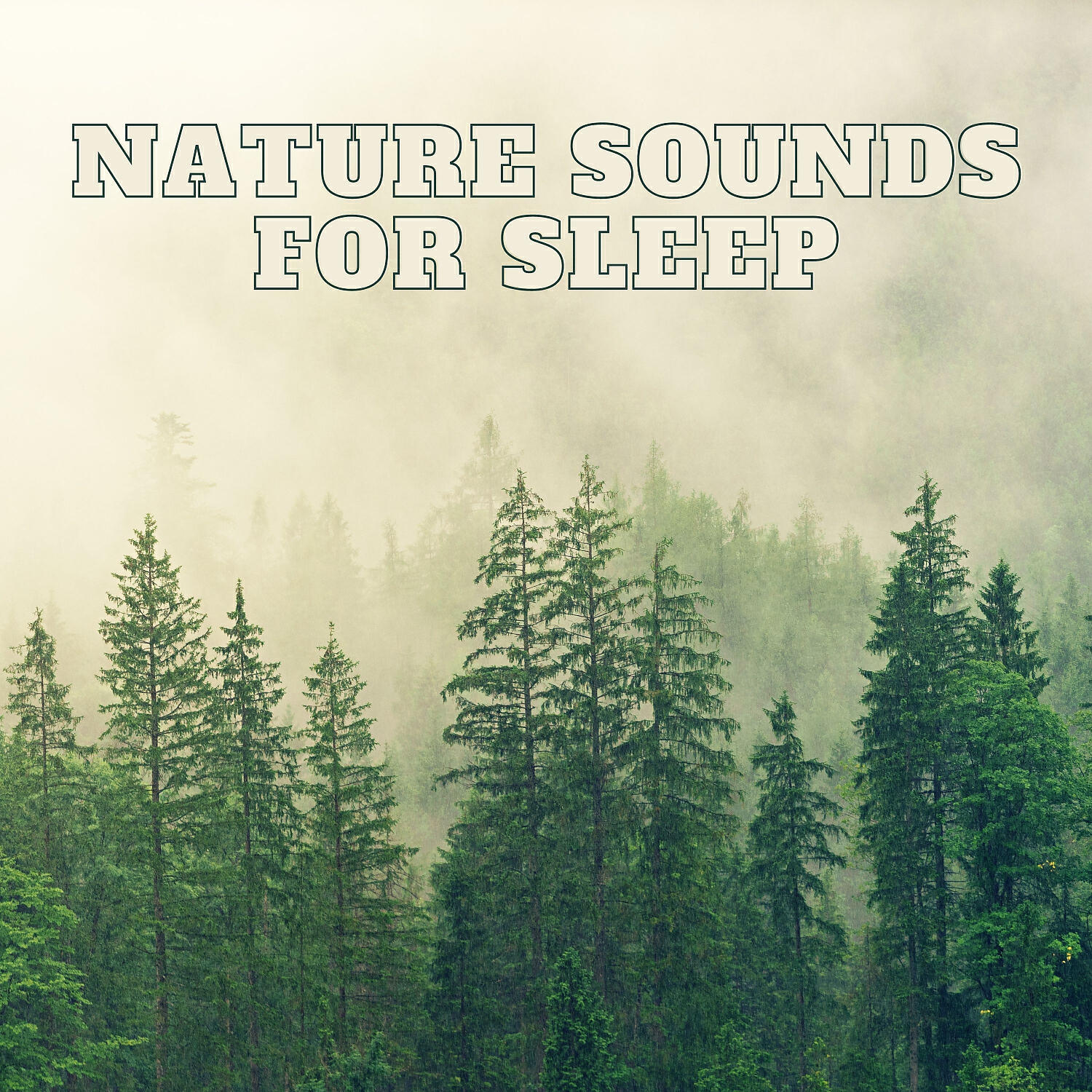 Nature - Rainforest Songbird in the Morning