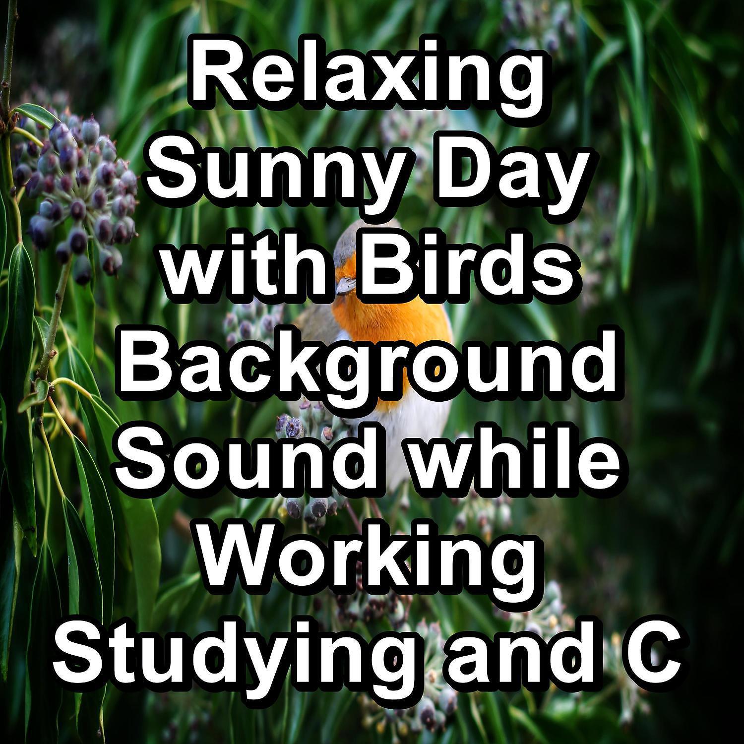 Постер альбома Relaxing Sunny Day with Birds Background Sound while Working Studying and Concentration