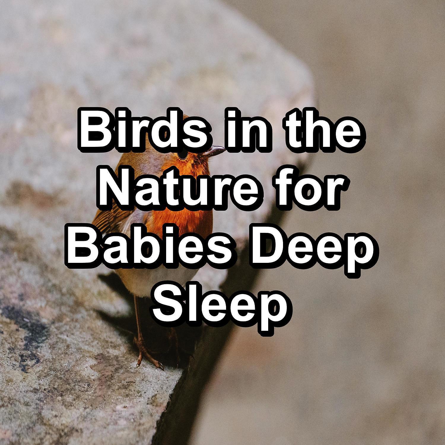 Постер альбома Birds in the Nature for Babies Deep Sleep