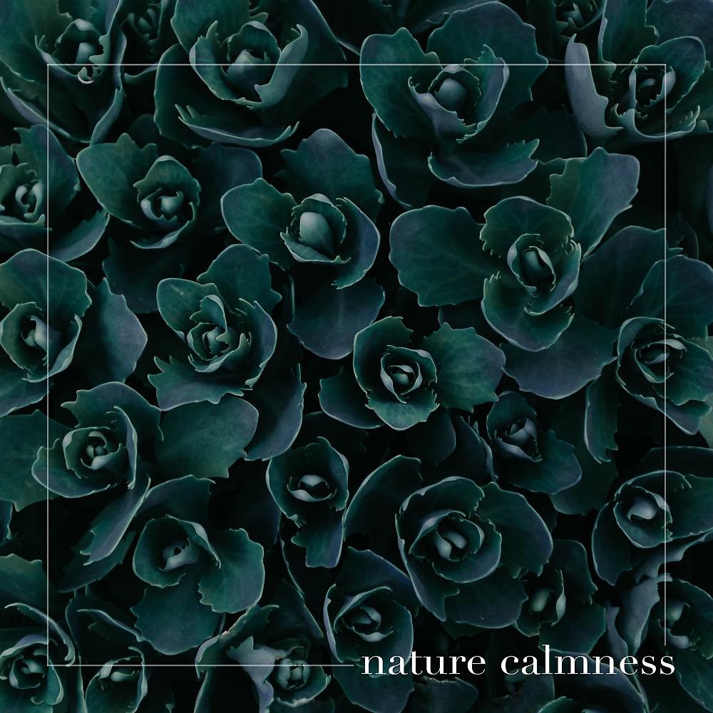 Постер альбома Nature Calmness