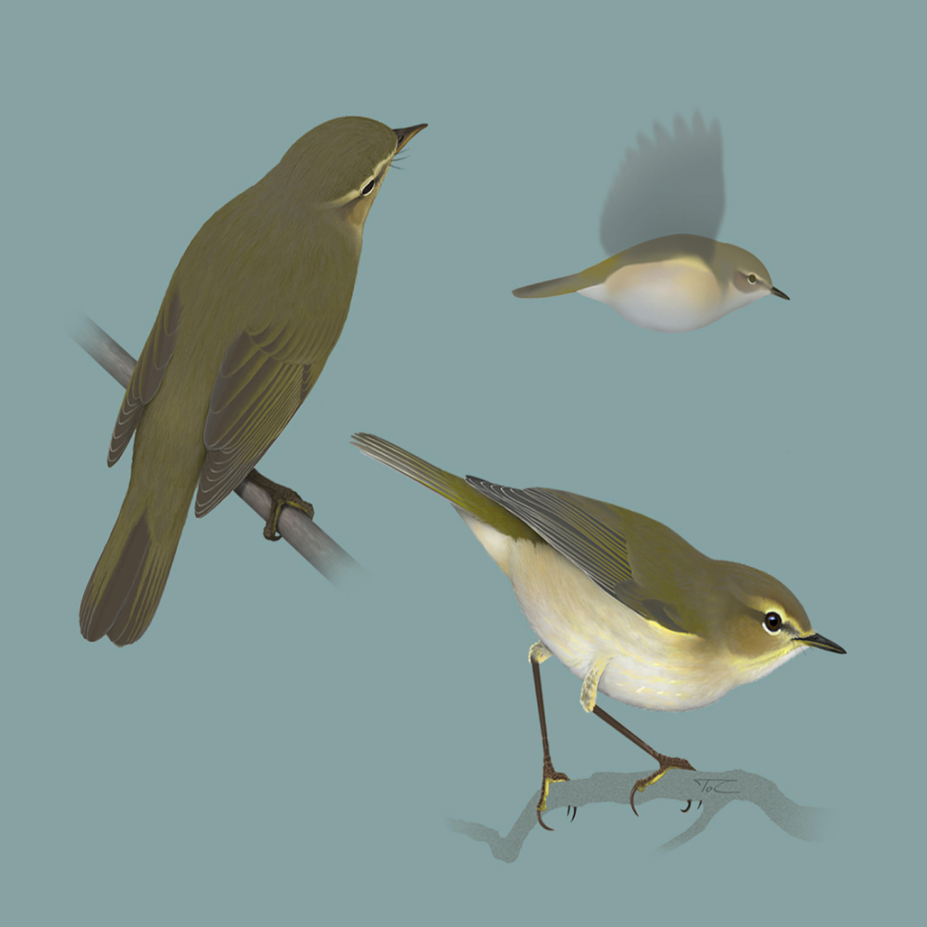 Polskie Ptaki - Bird sounds - Primrose