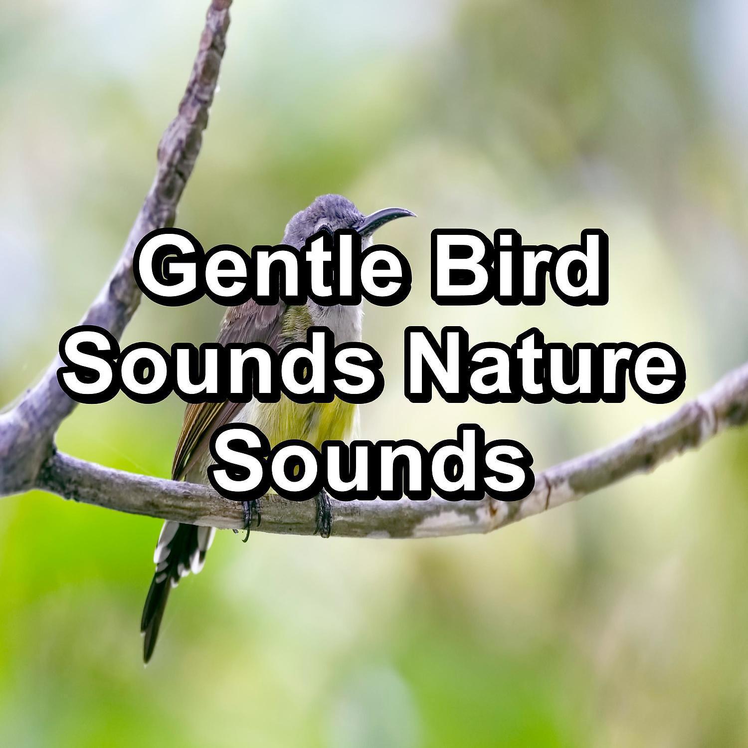 Постер альбома Gentle Bird Sounds Nature Sounds