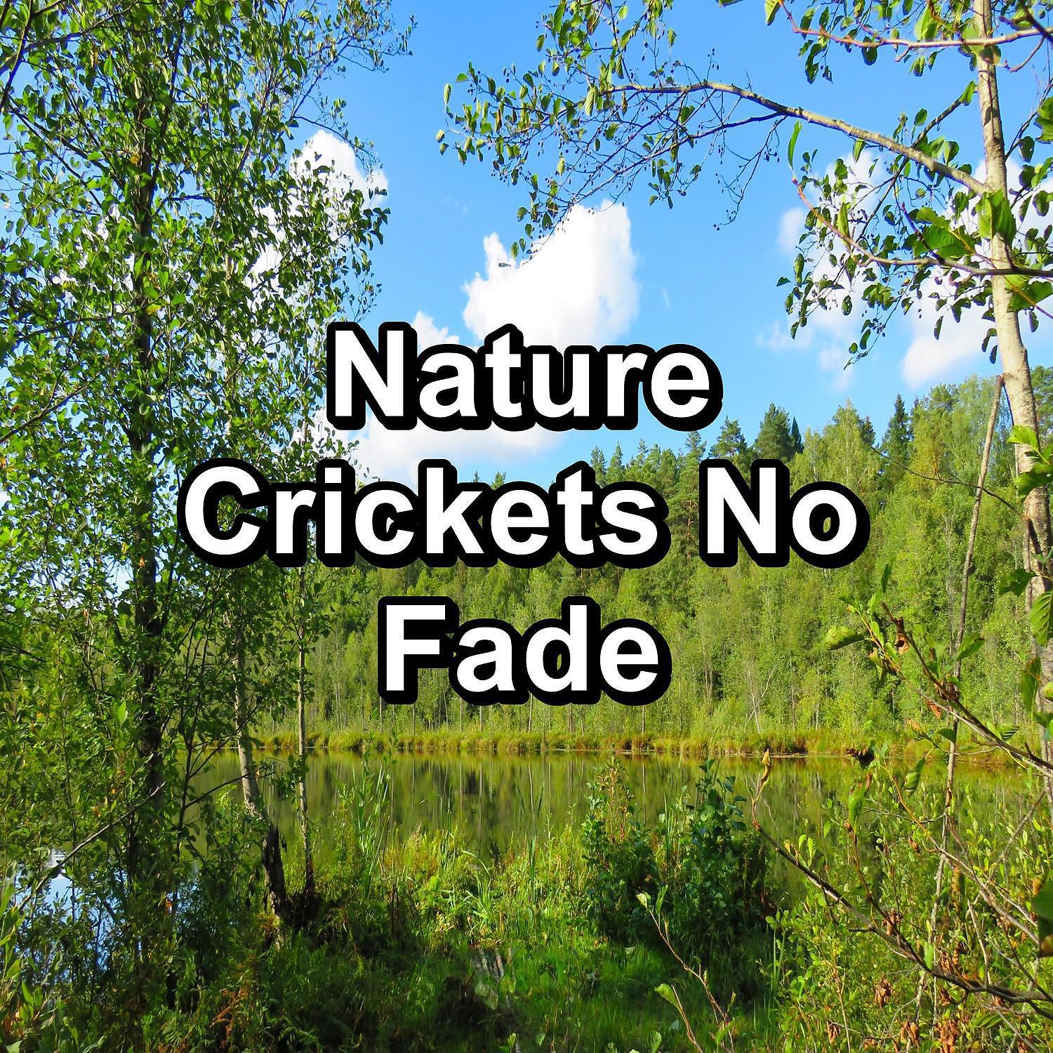 4D Nature Recordings - Loopable Woods