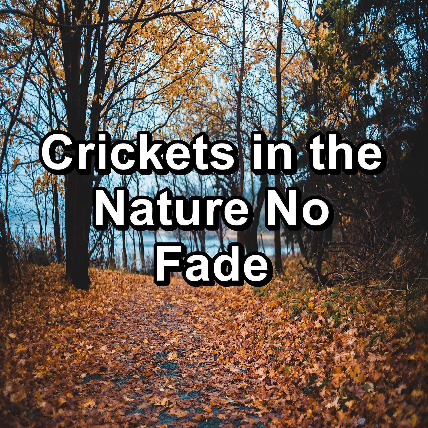Постер альбома Crickets in the Nature No Fade