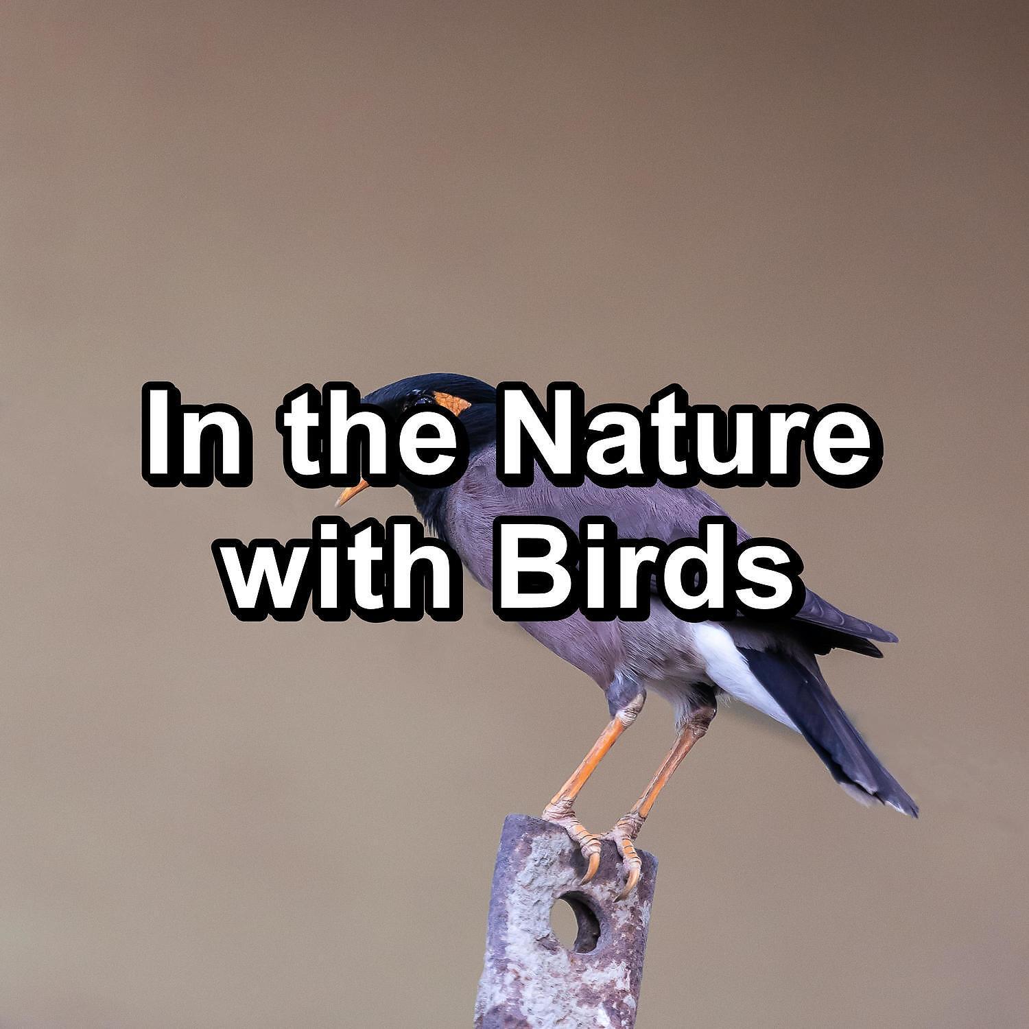 Calm Singing Brids Zone - Forest Birds Sounds