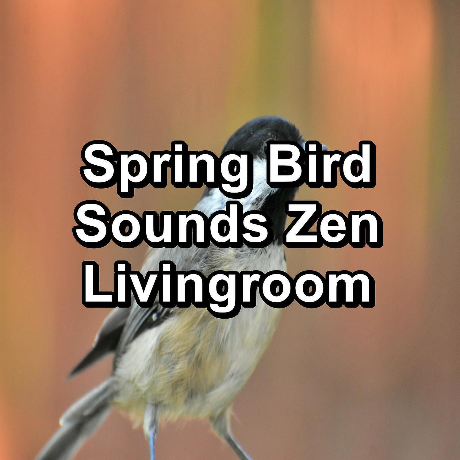 Baby Sleep - Music from Birds For a Cozy Living Room To Loop for 24 Hours