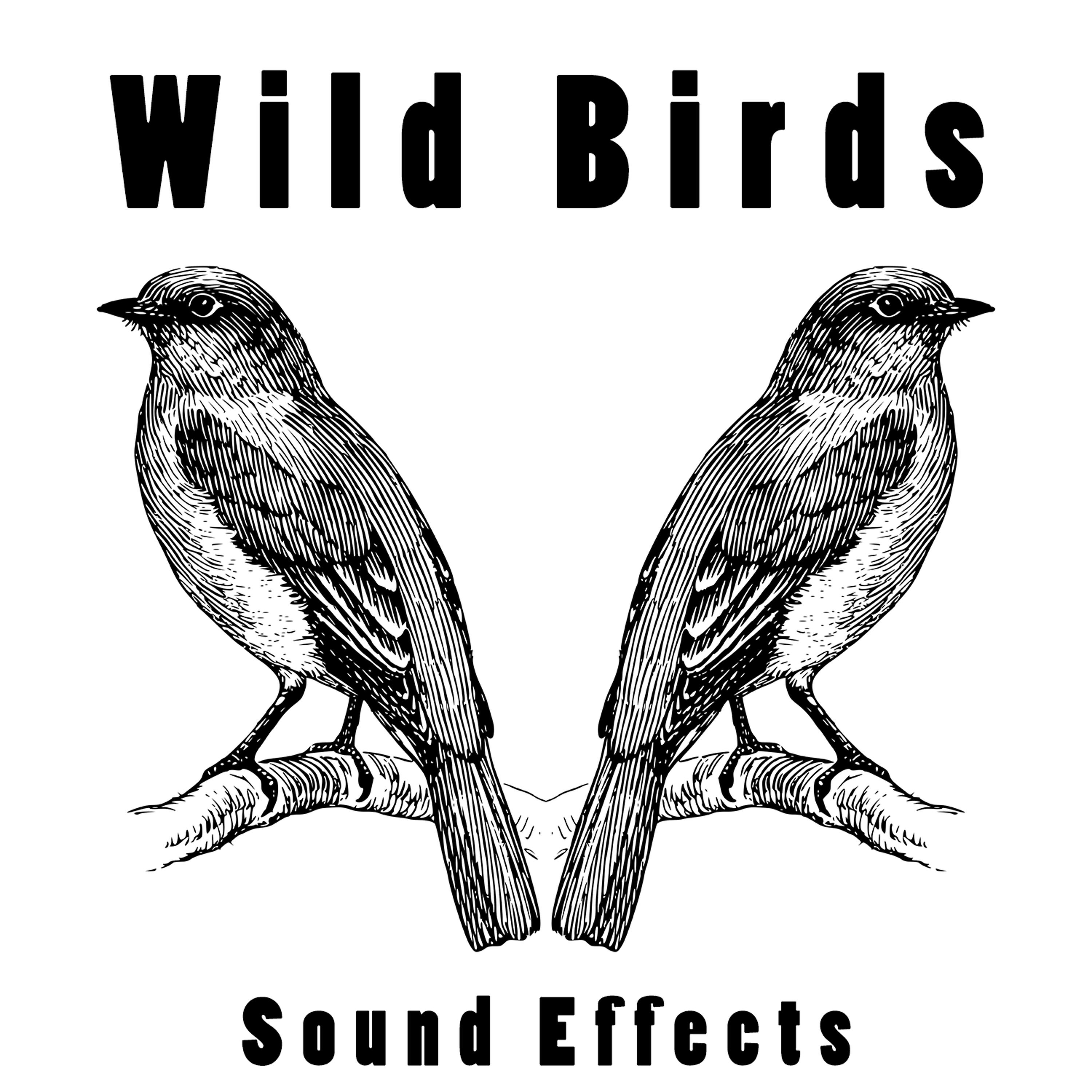 Text Tones - Wild Birds 9