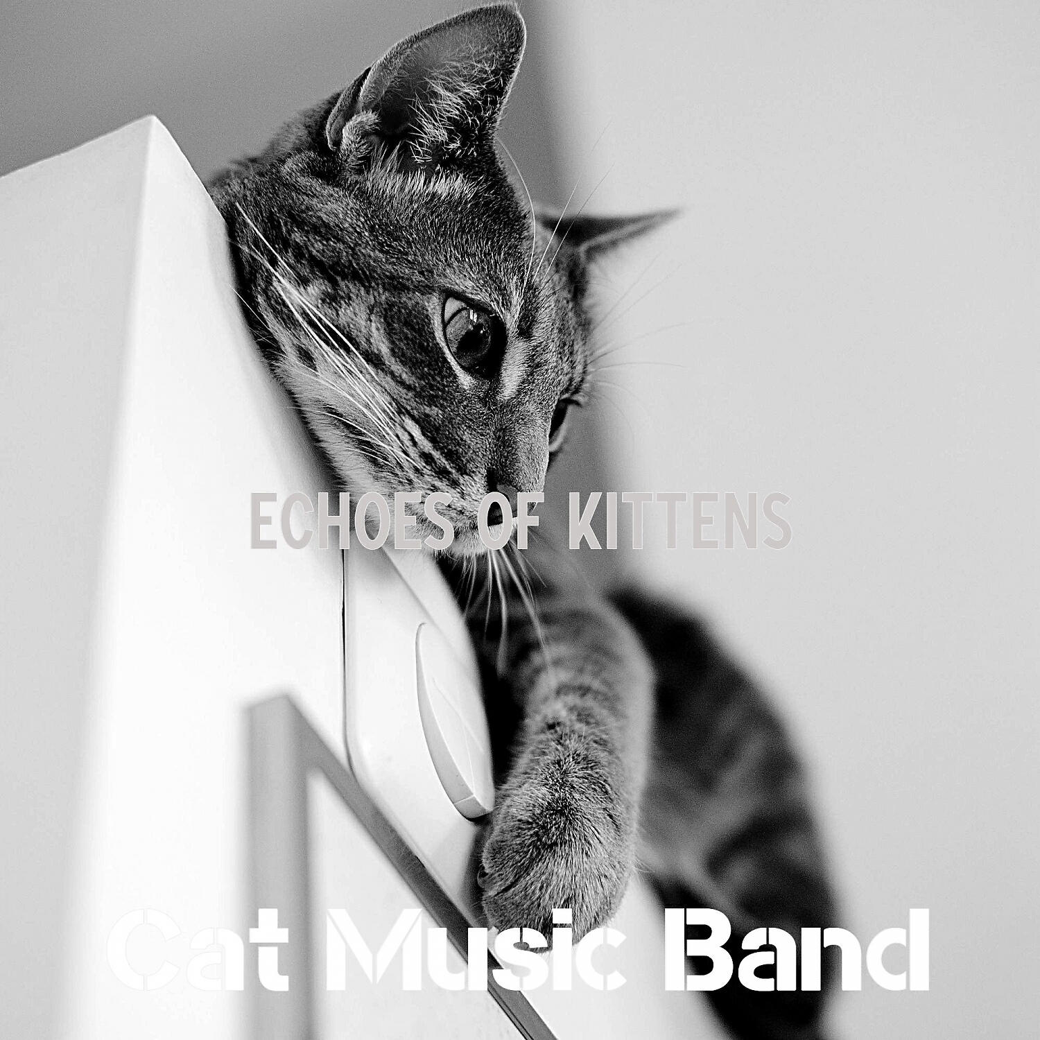 Cat Music Band - Mind-blowing Ambience for Cute Cats
