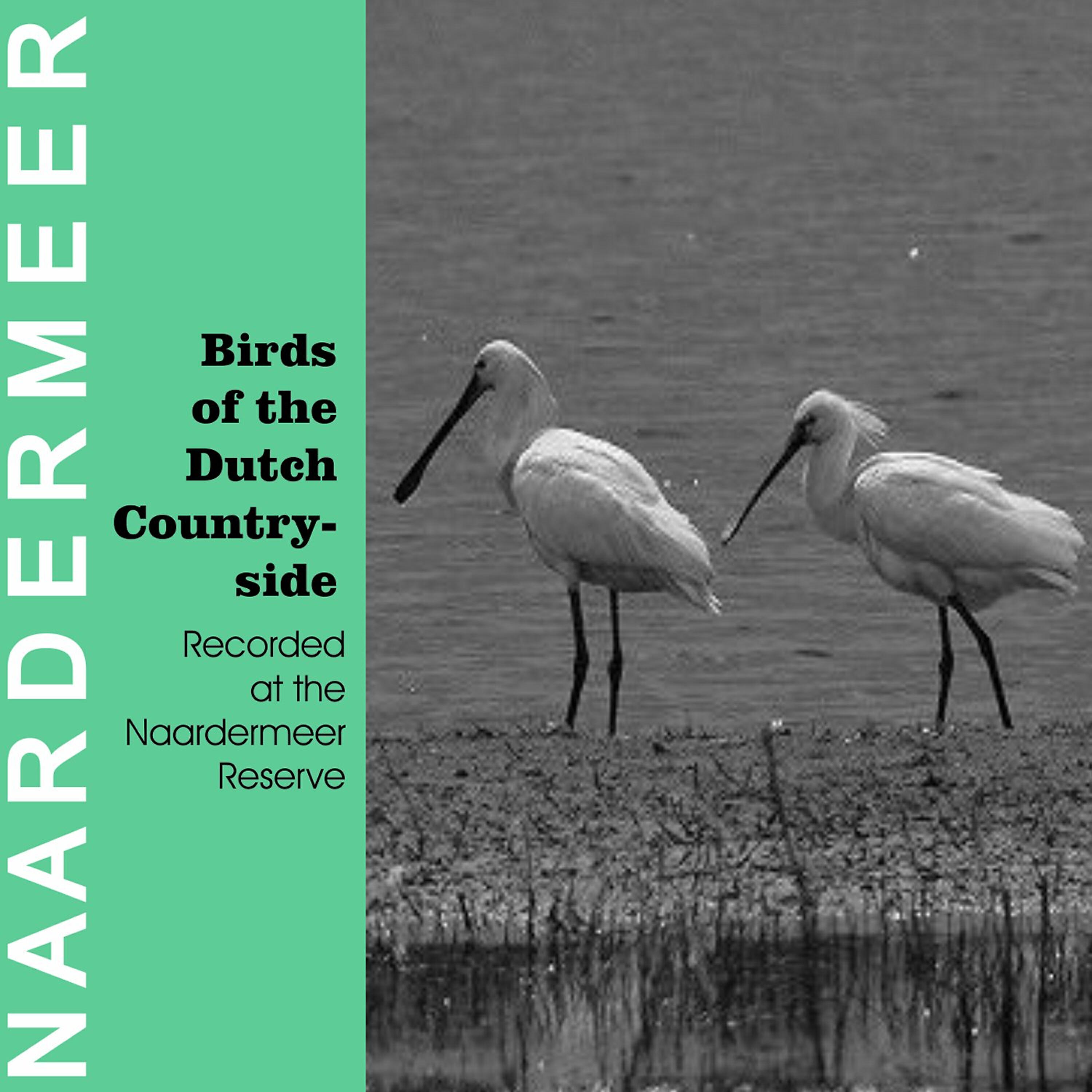 The Birds - Spoonbill (Platalea Leucorodia)