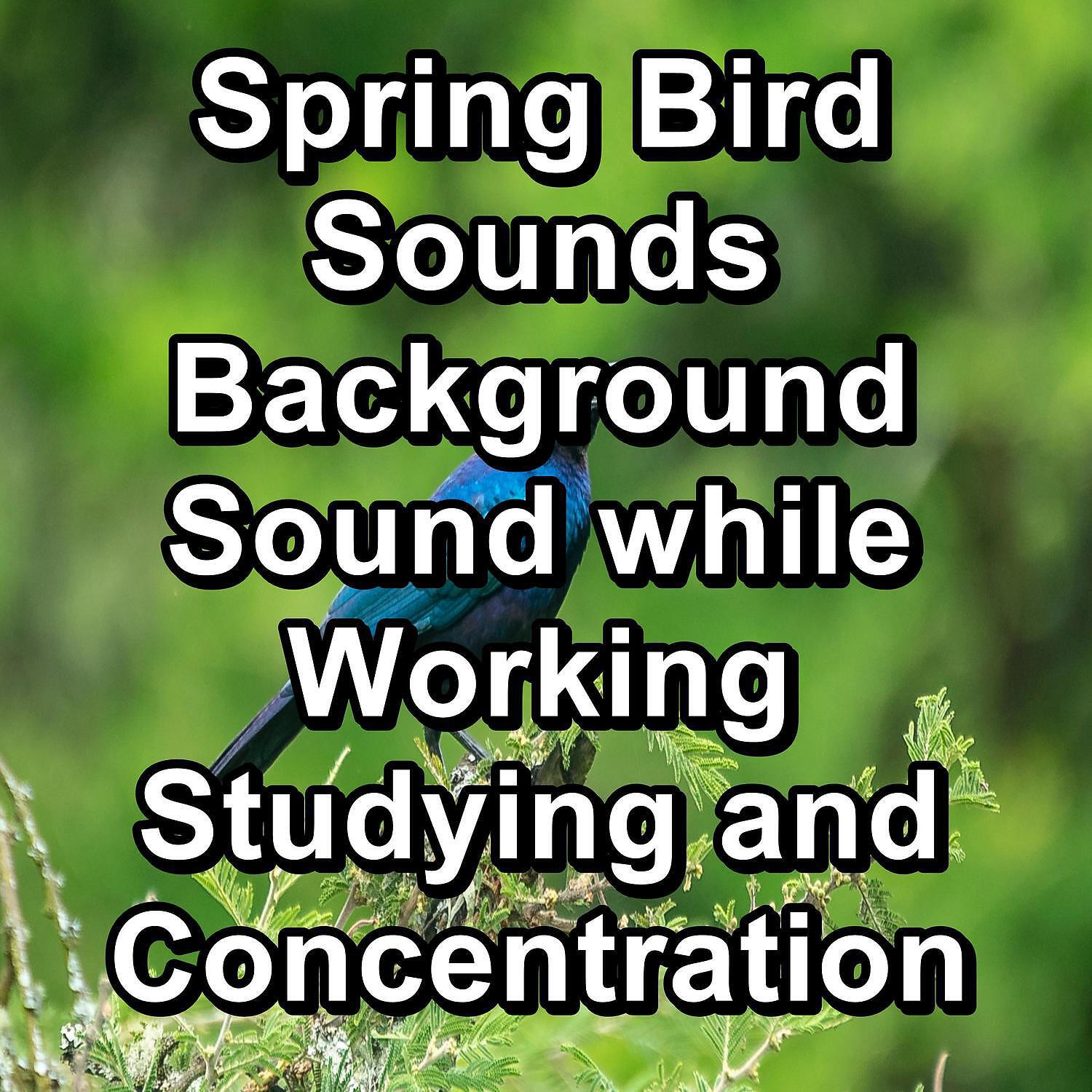 Nature - Ambient Nature Sounds ASMR Instant Relaxing To Loop for 8 Hours