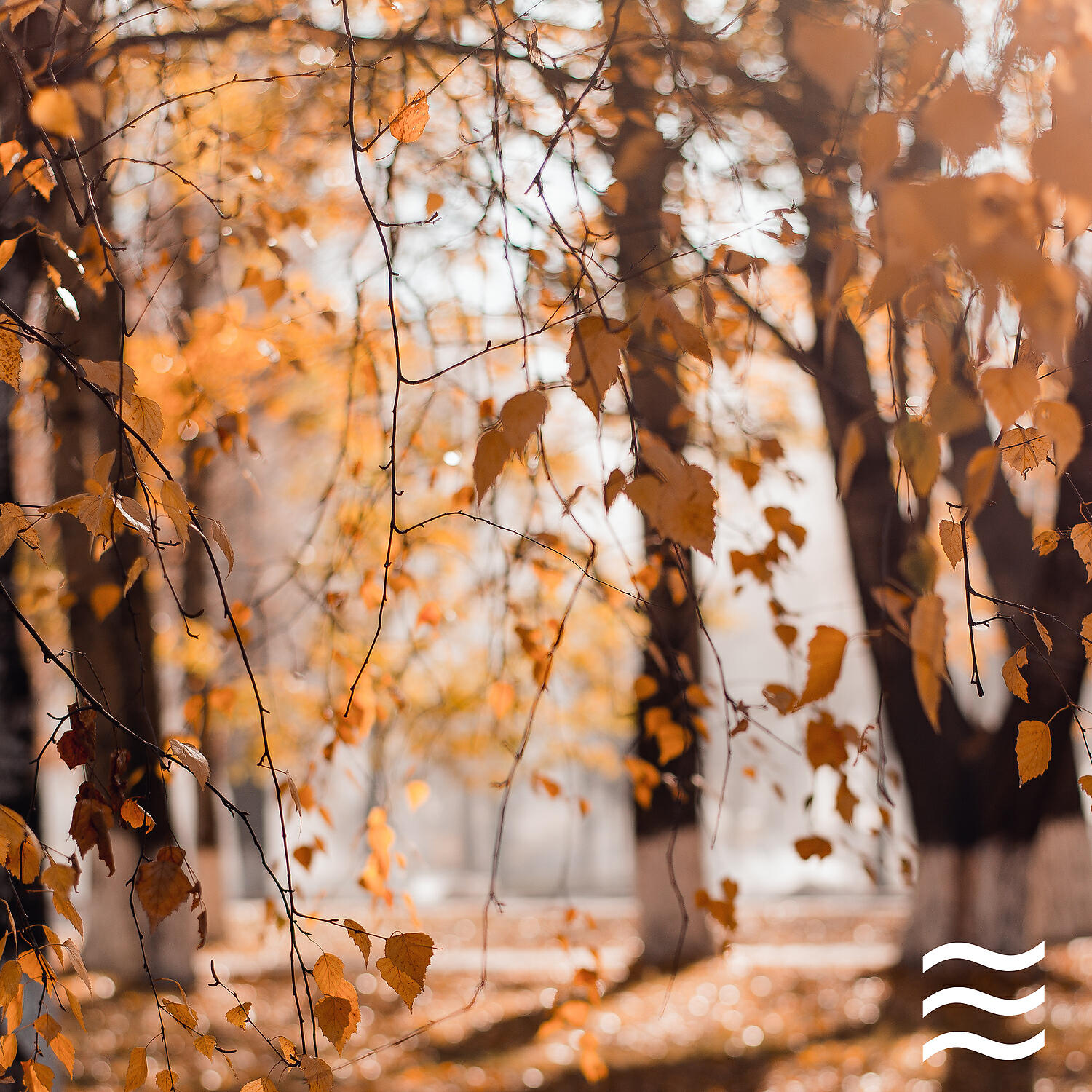 Relaxing Soft Natural Forest Sounds Rain - Enjoyable Deep Arbor Sounds