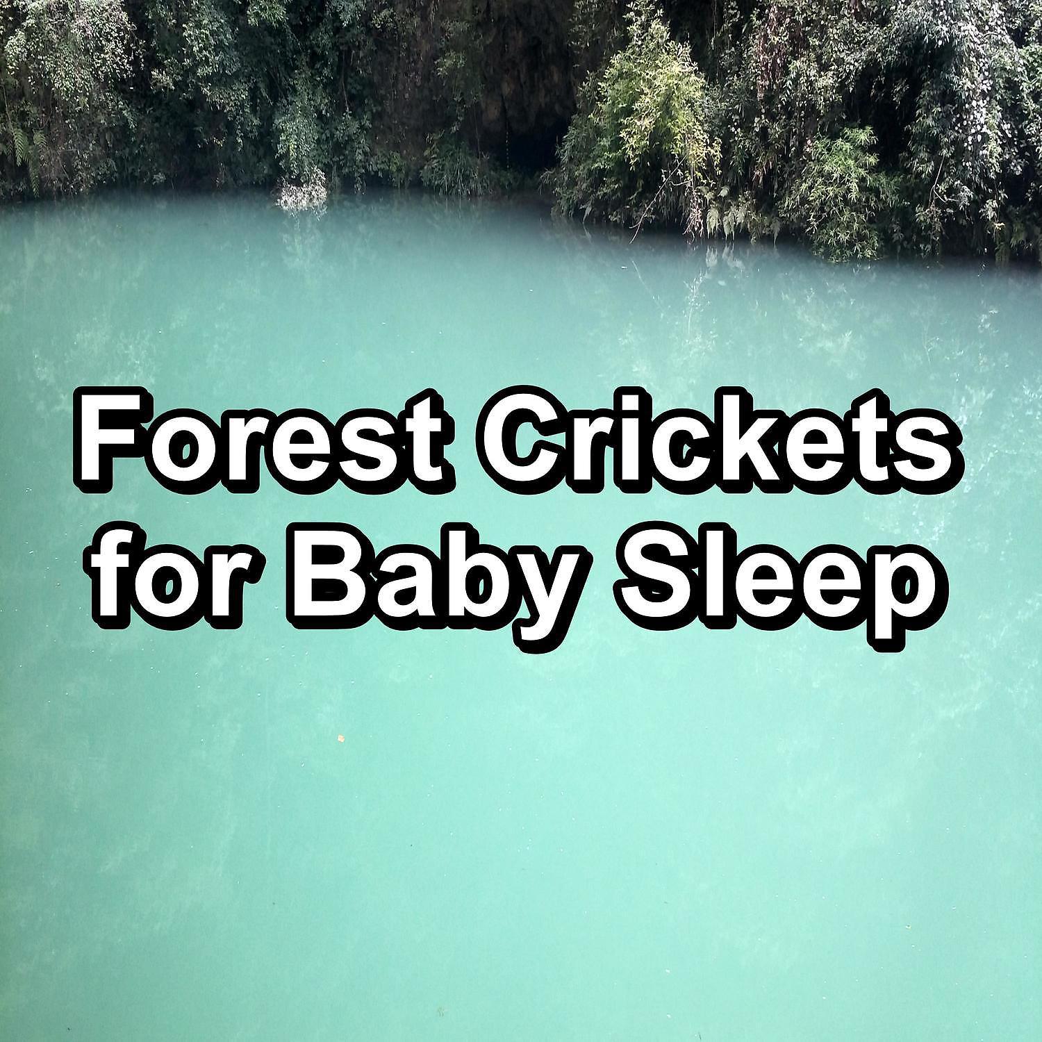 Постер альбома Forest Crickets for Baby Sleep