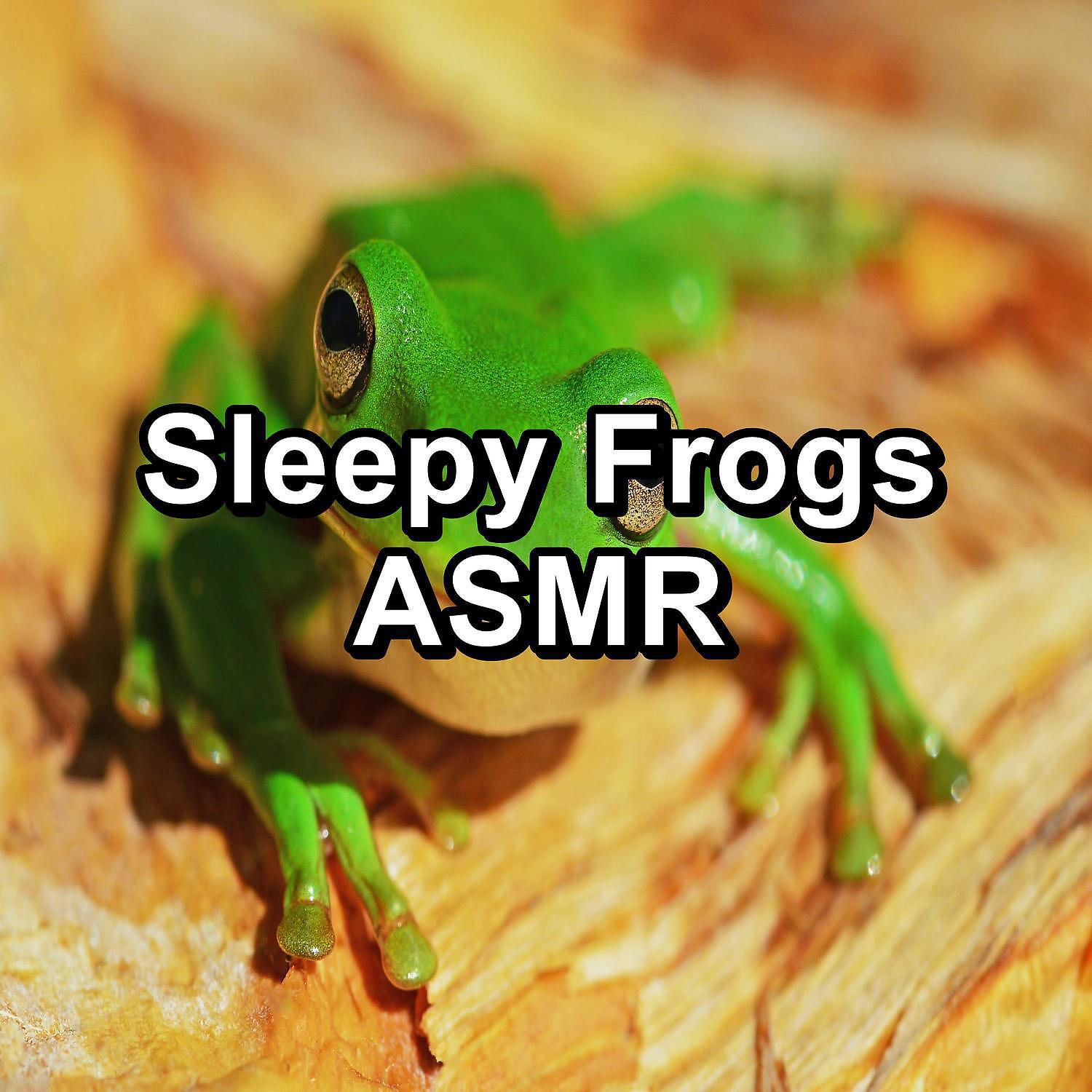 Постер альбома Sleepy Frogs ASMR