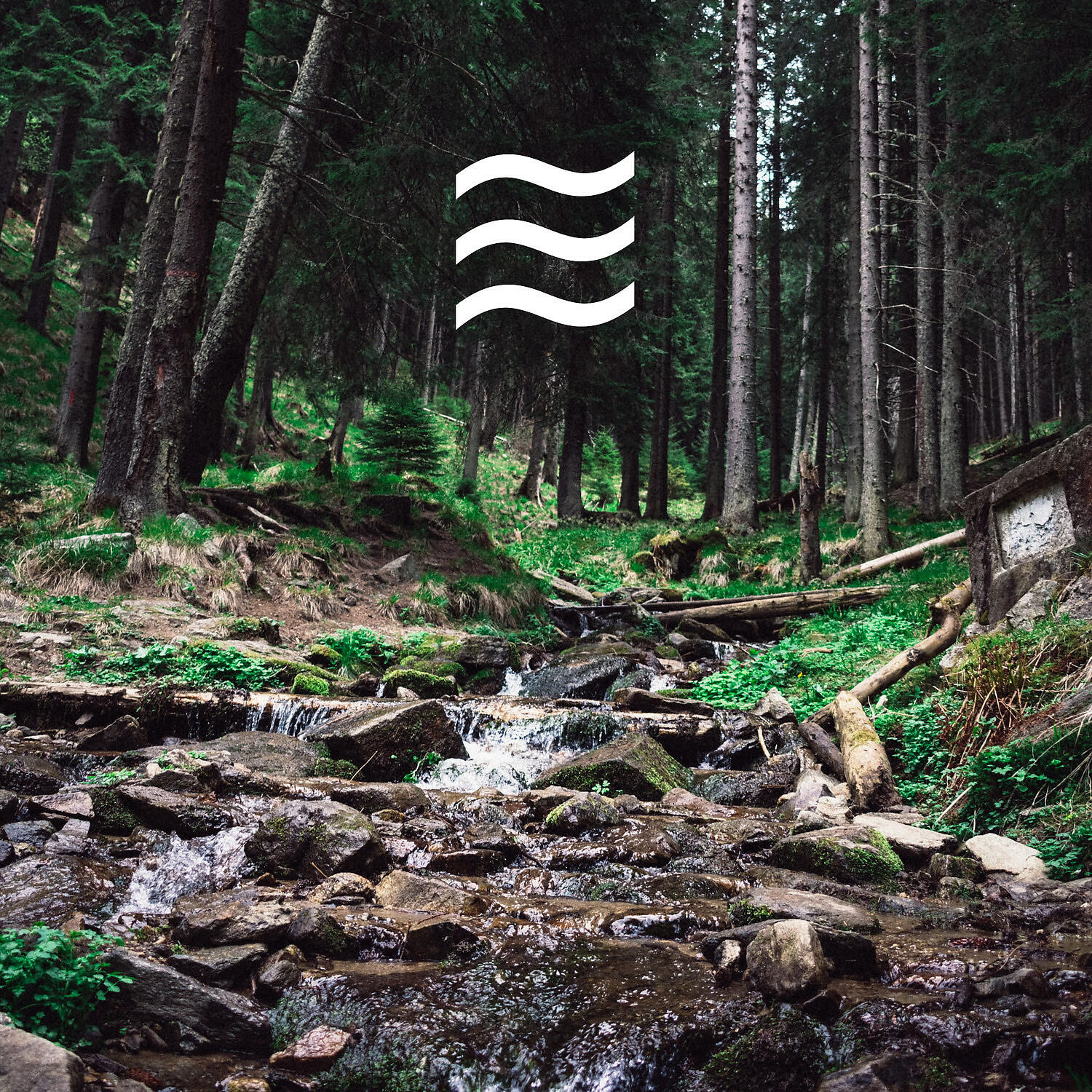 Forest And Birds Home Office Noises - Restful Natural Background Noises for Home Relax