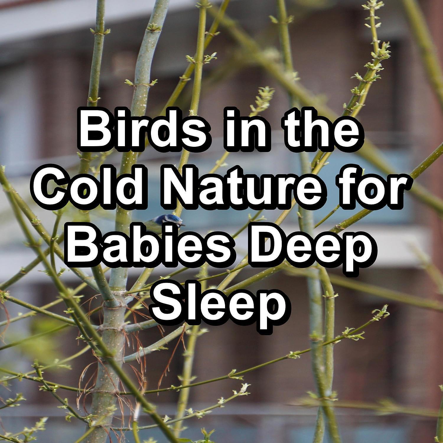 White Noise Baby Sleep - Beautiful Bird Sounds Nature Sounds Peaceful For Meditation