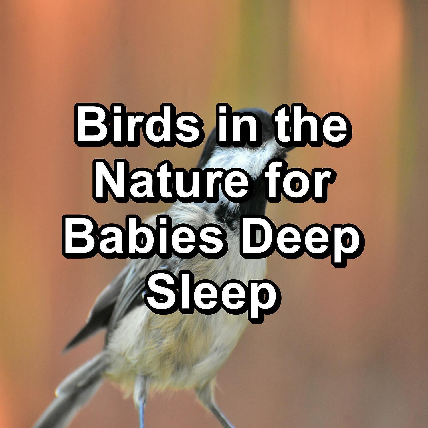 YOGA - Bird Sounds Natural Sounds To Loop as Long as you Need