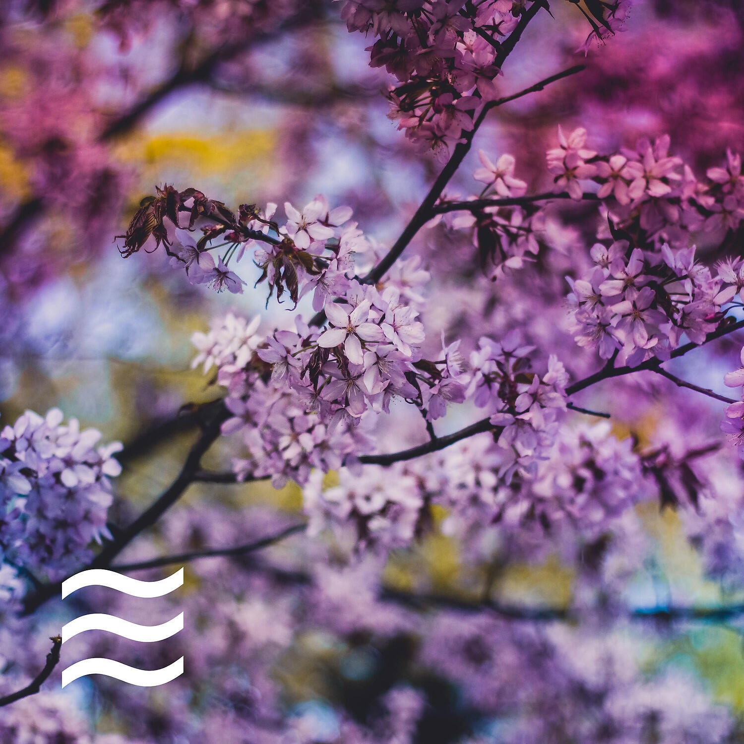 Foresty Natural Noises Sounds for Relax - Ambient of Shushing Arbor