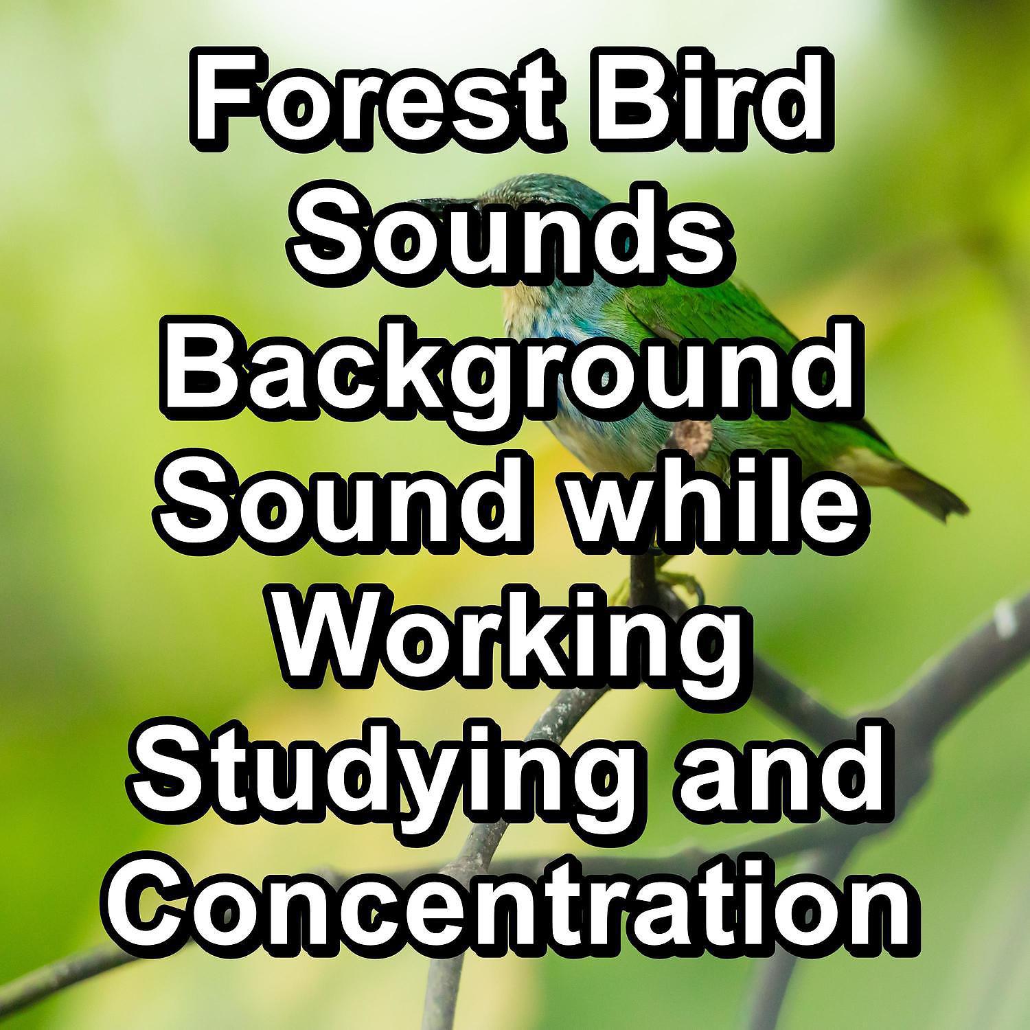 Постер альбома Forest Bird Sounds Background Sound while Working Studying and Concentration