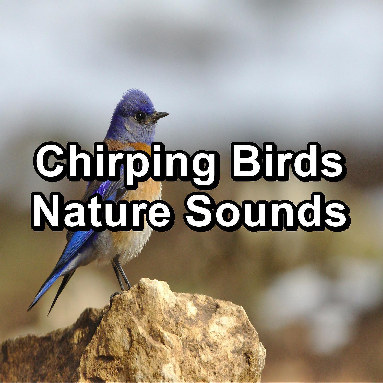 Calm Singing Brids Zone - Flying Birds