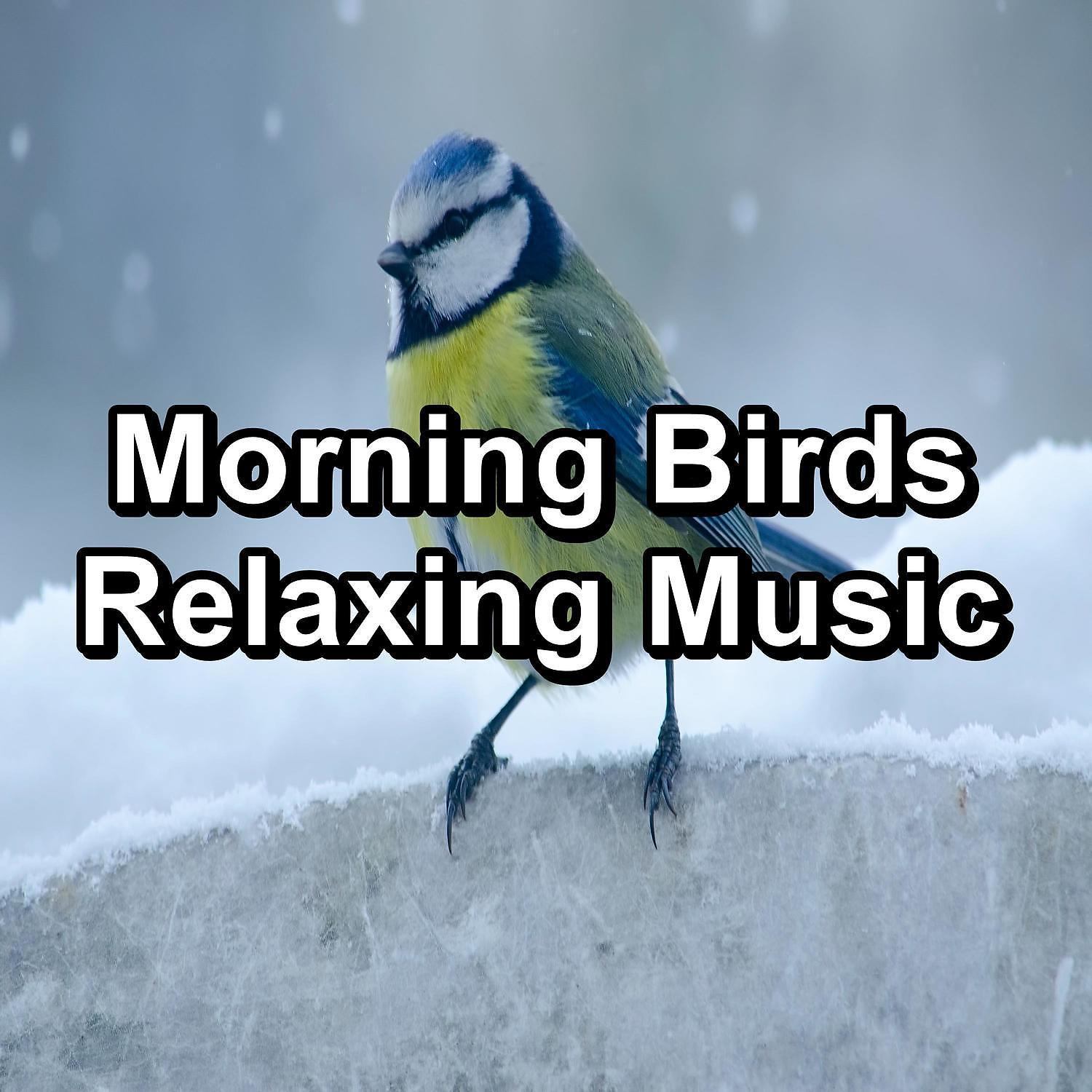 Постер альбома Morning Birds Relaxing Music
