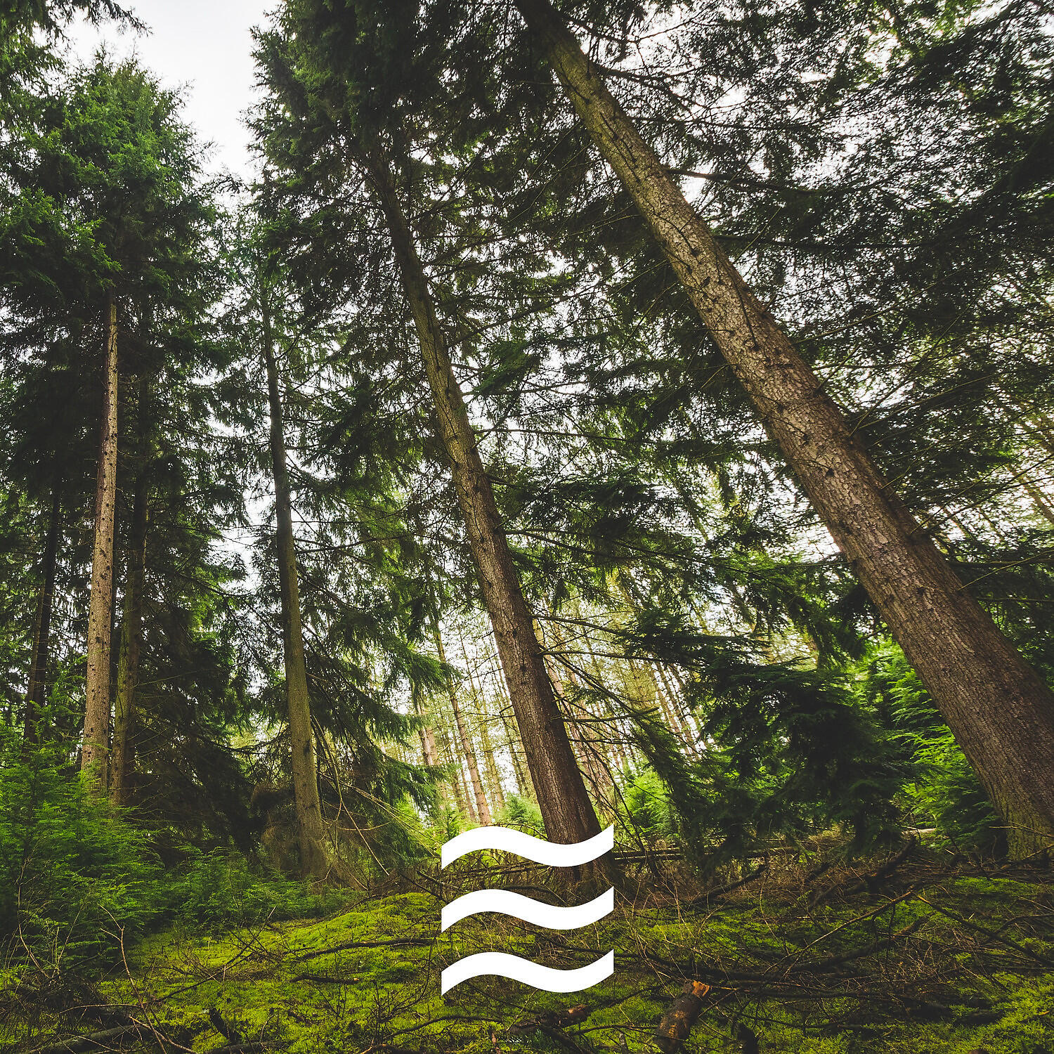 Shushing Soft Forest - Placid Soft Smooth Forest Noises