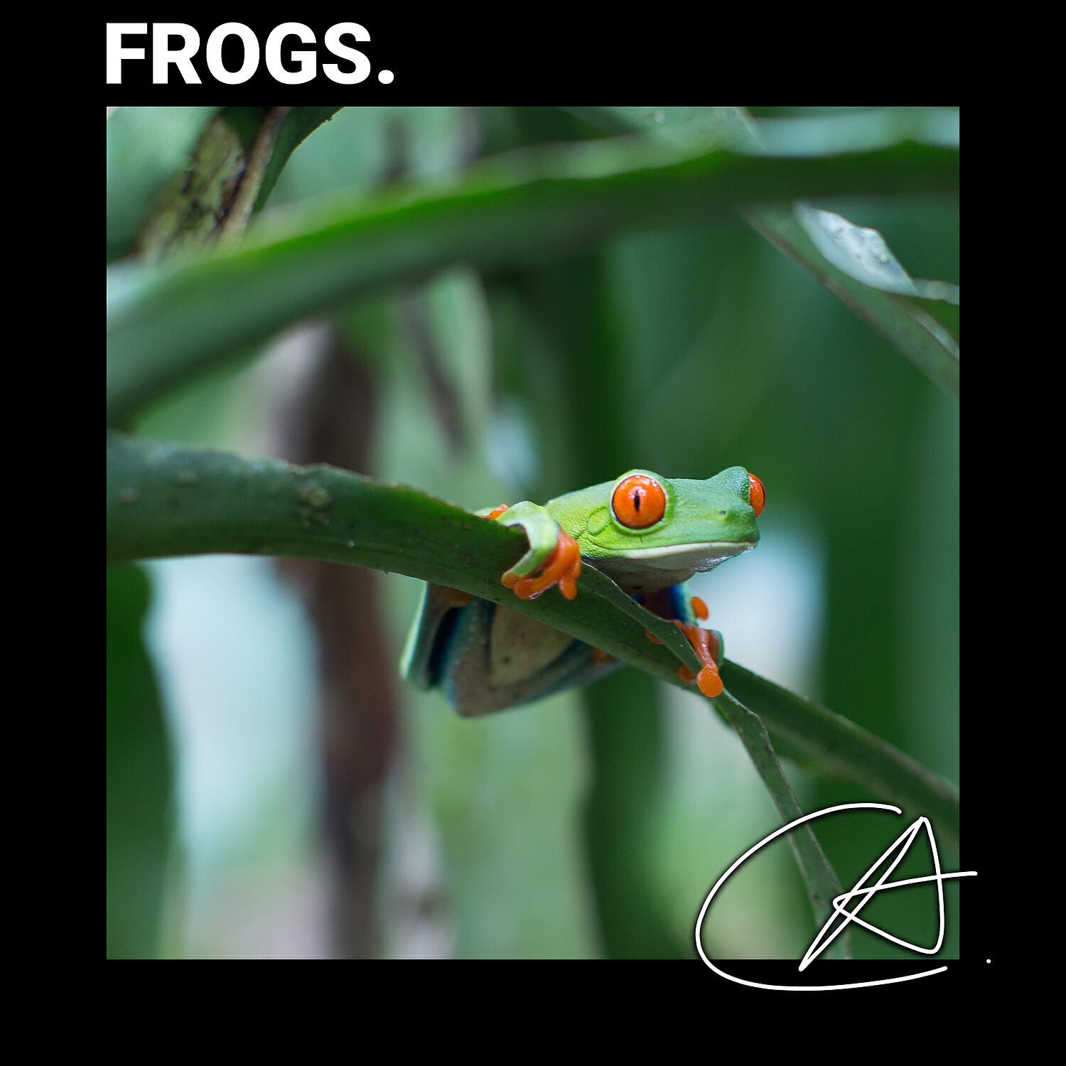 Frog Sounds - Crackling sound of Dock Frog in Quiet Christmas helps your babies for deep sleep