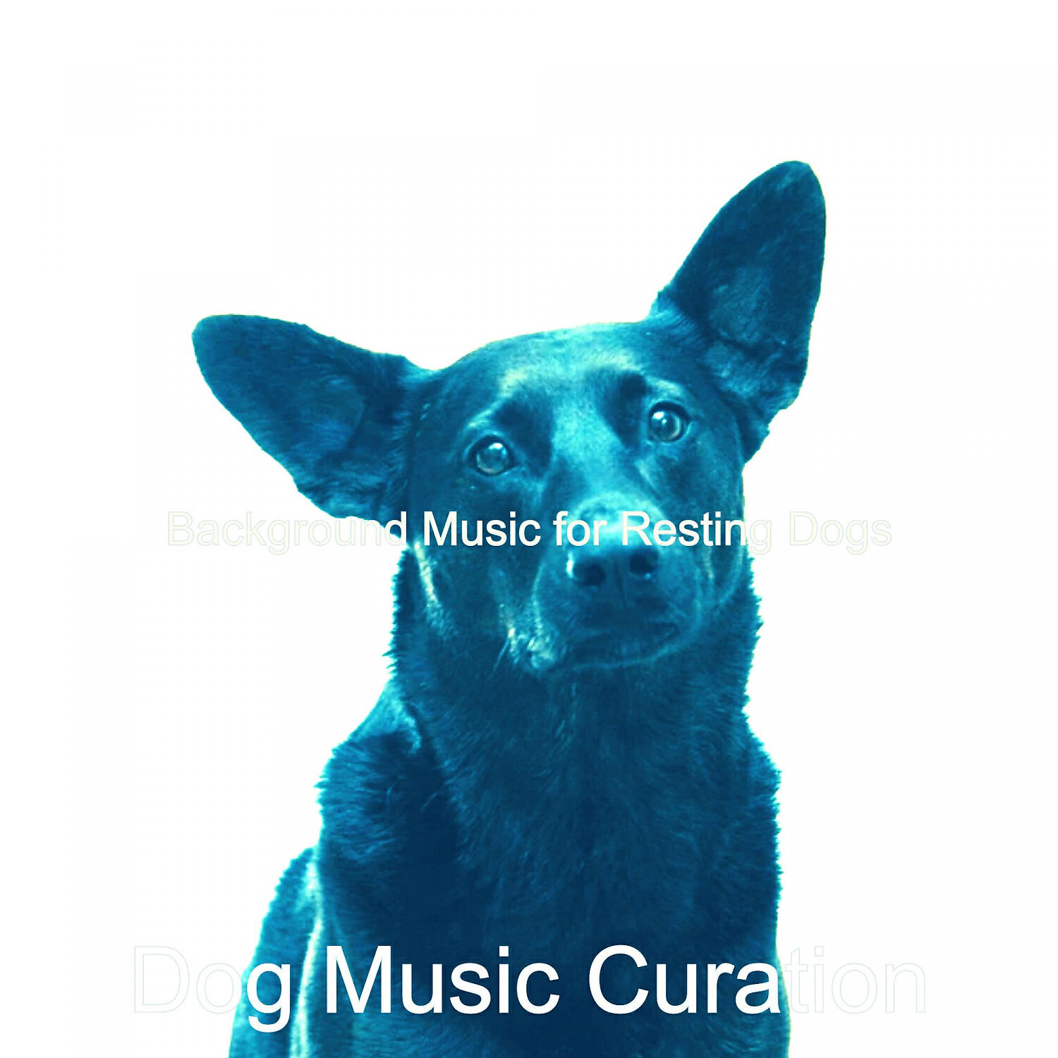 Dog Music Curation - Funky Solo Piano Jazz - Vibe for Reducing Dog Stress