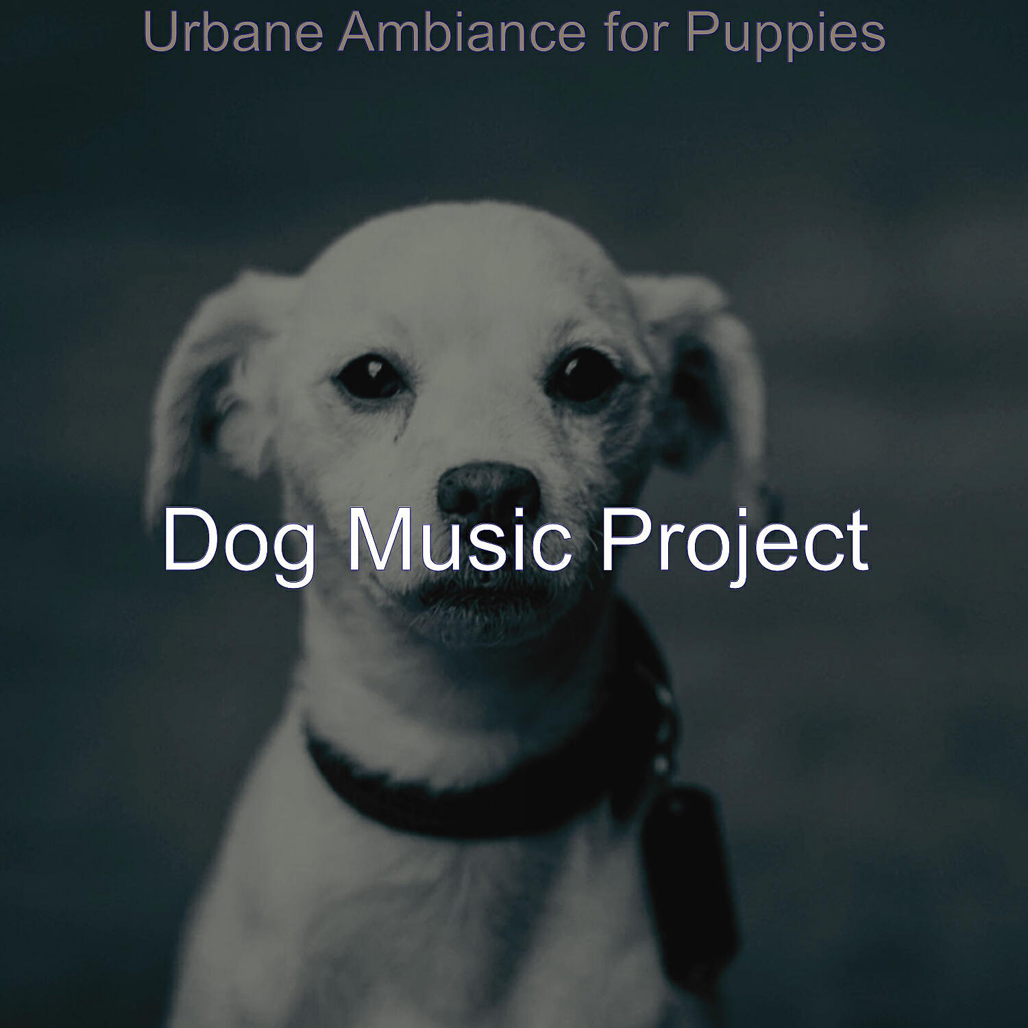 Dog Music Project - Playful Solo Piano Jazz - Vibe for Doggy Training