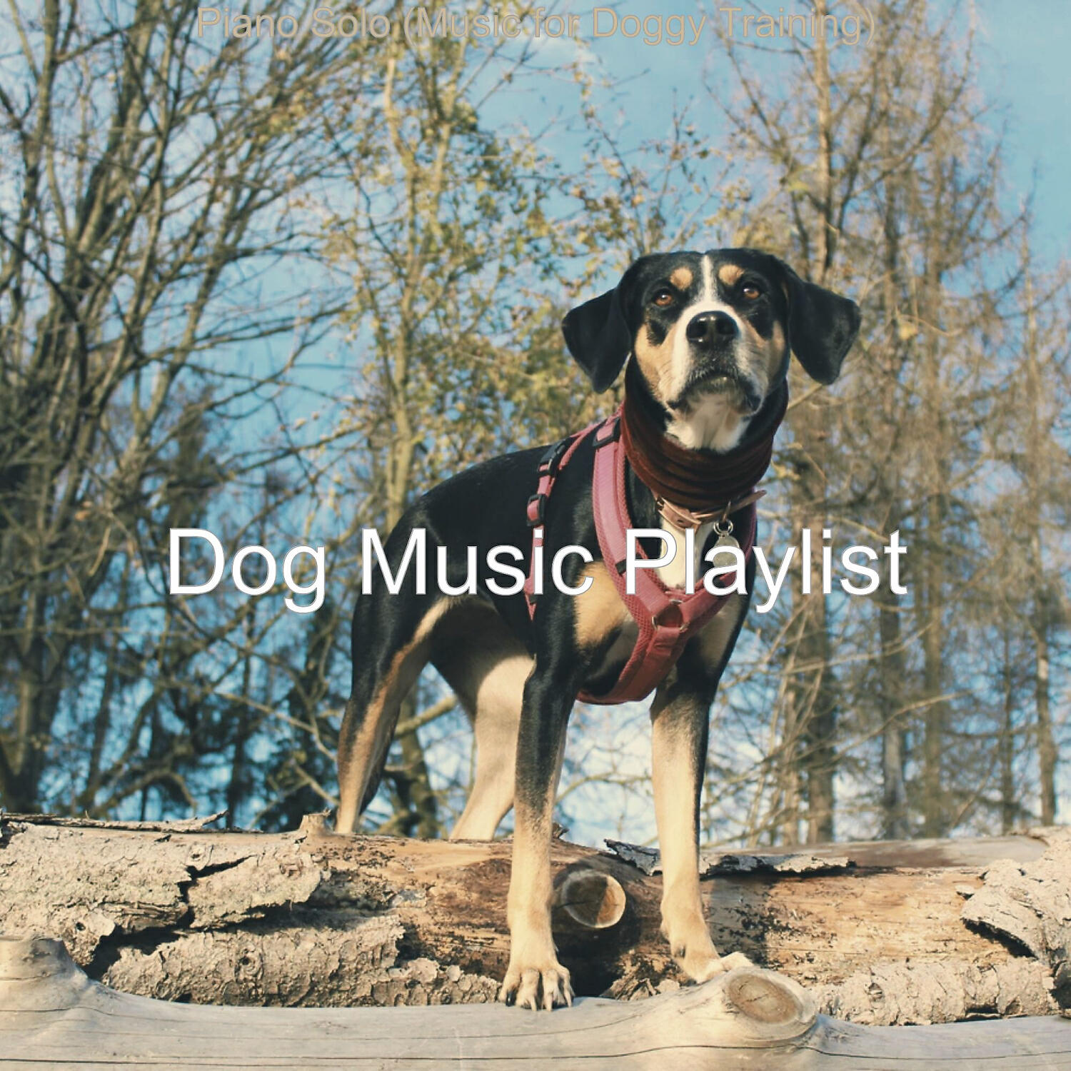 Dog Music Playlist - Artistic Ambience for Cute Dogs