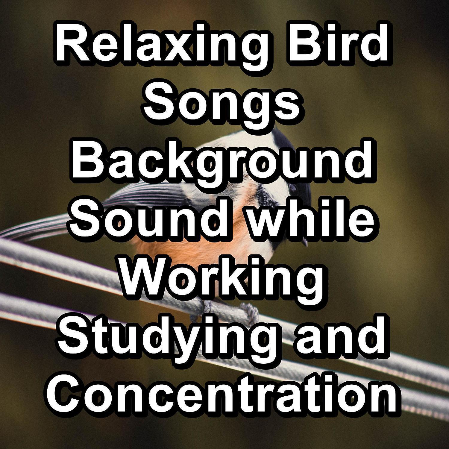 Постер альбома Relaxing Bird Songs  Background Sound while Working Studying and Concentration