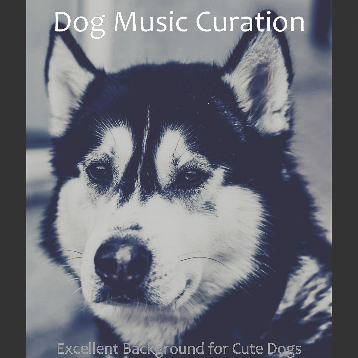 Dog Music Curation - Superlative Backdrops for Resting Dogs