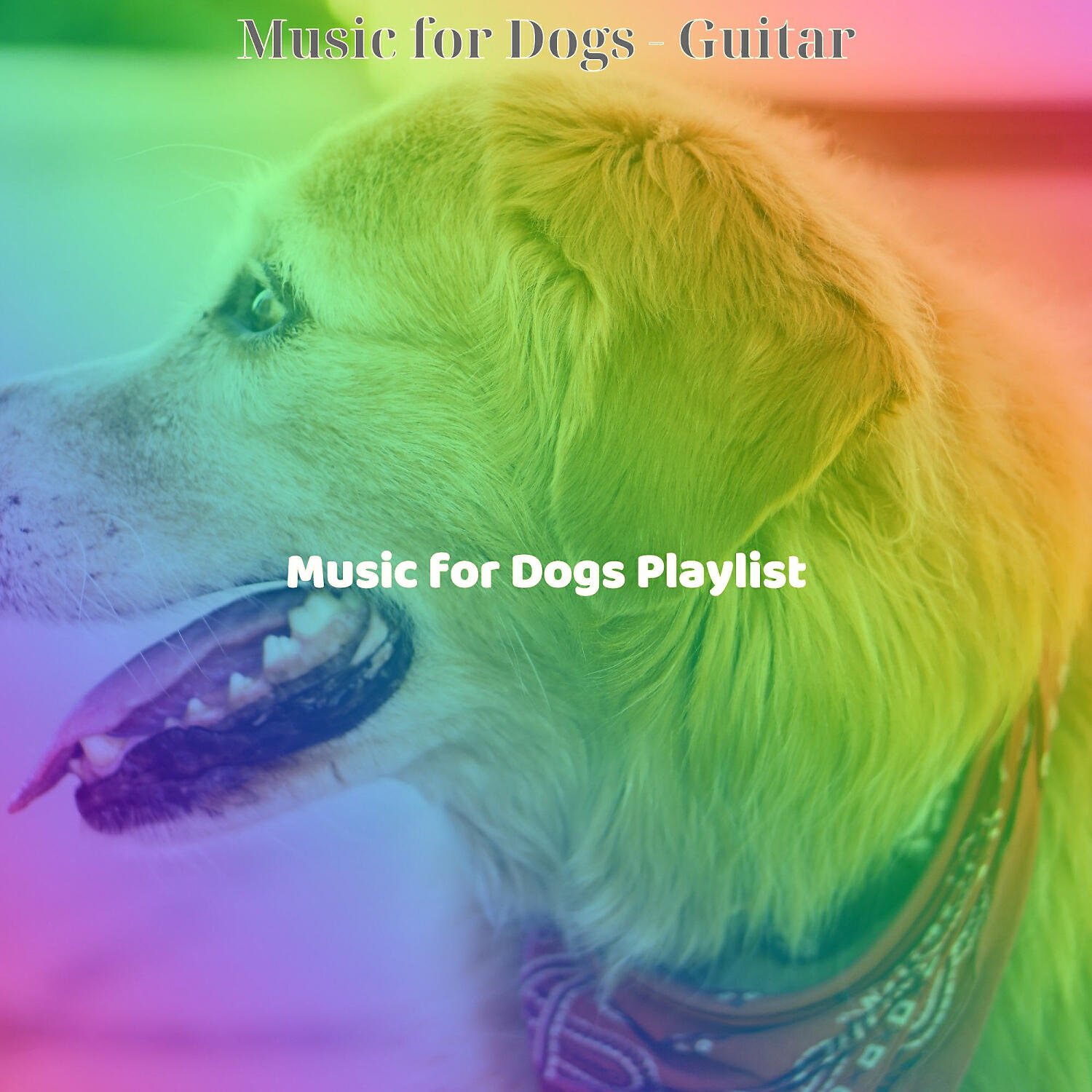 Music for Dogs Playlist - Festive Jazz Guitar Trio - Vibe for Lonely Dogs
