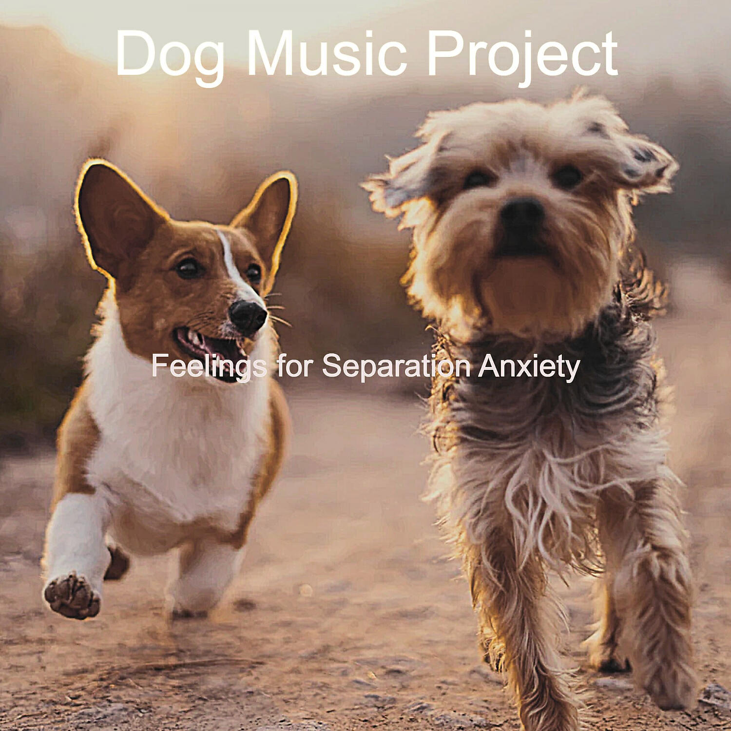 Dog Music Project - Sparkling Music for Reducing Dog Stress