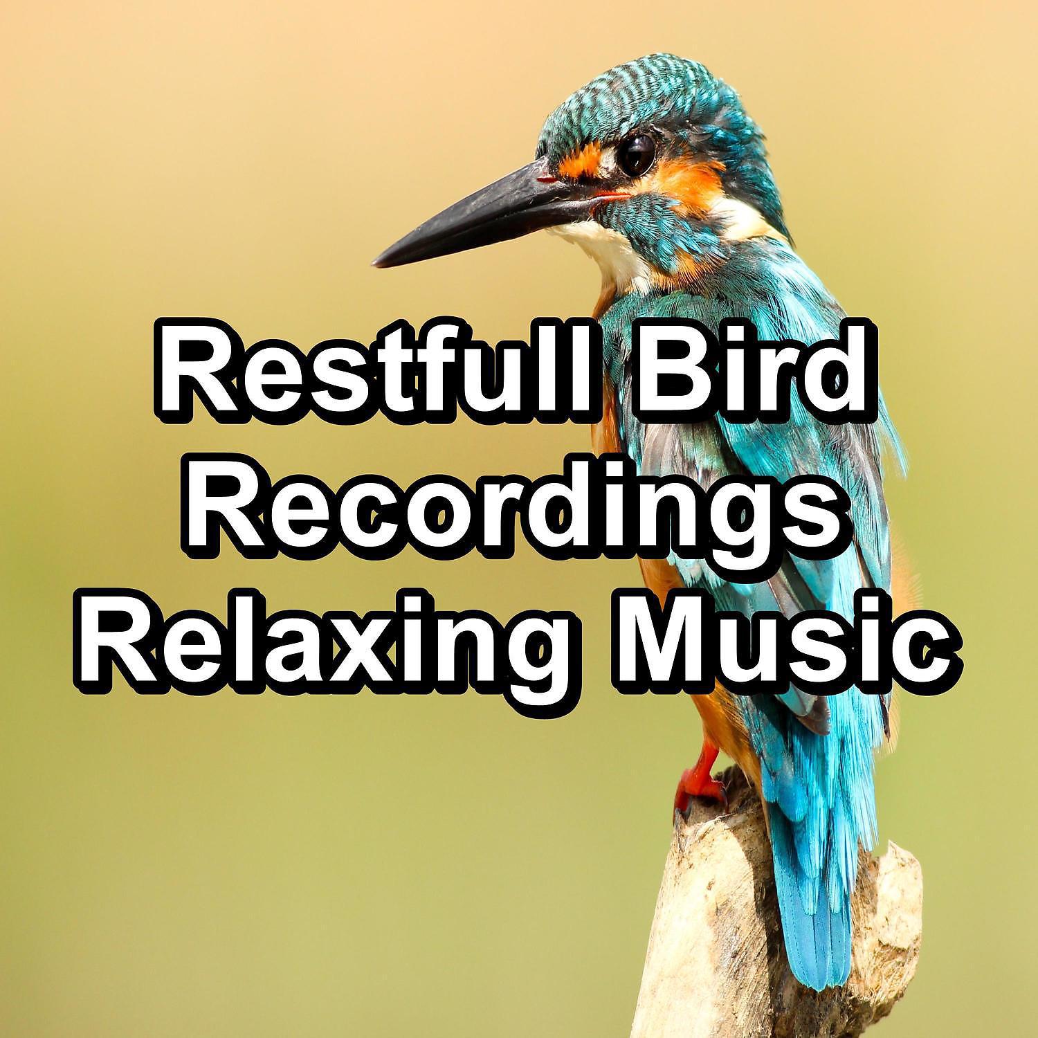 Постер альбома Restfull Bird Recordings Relaxing Music