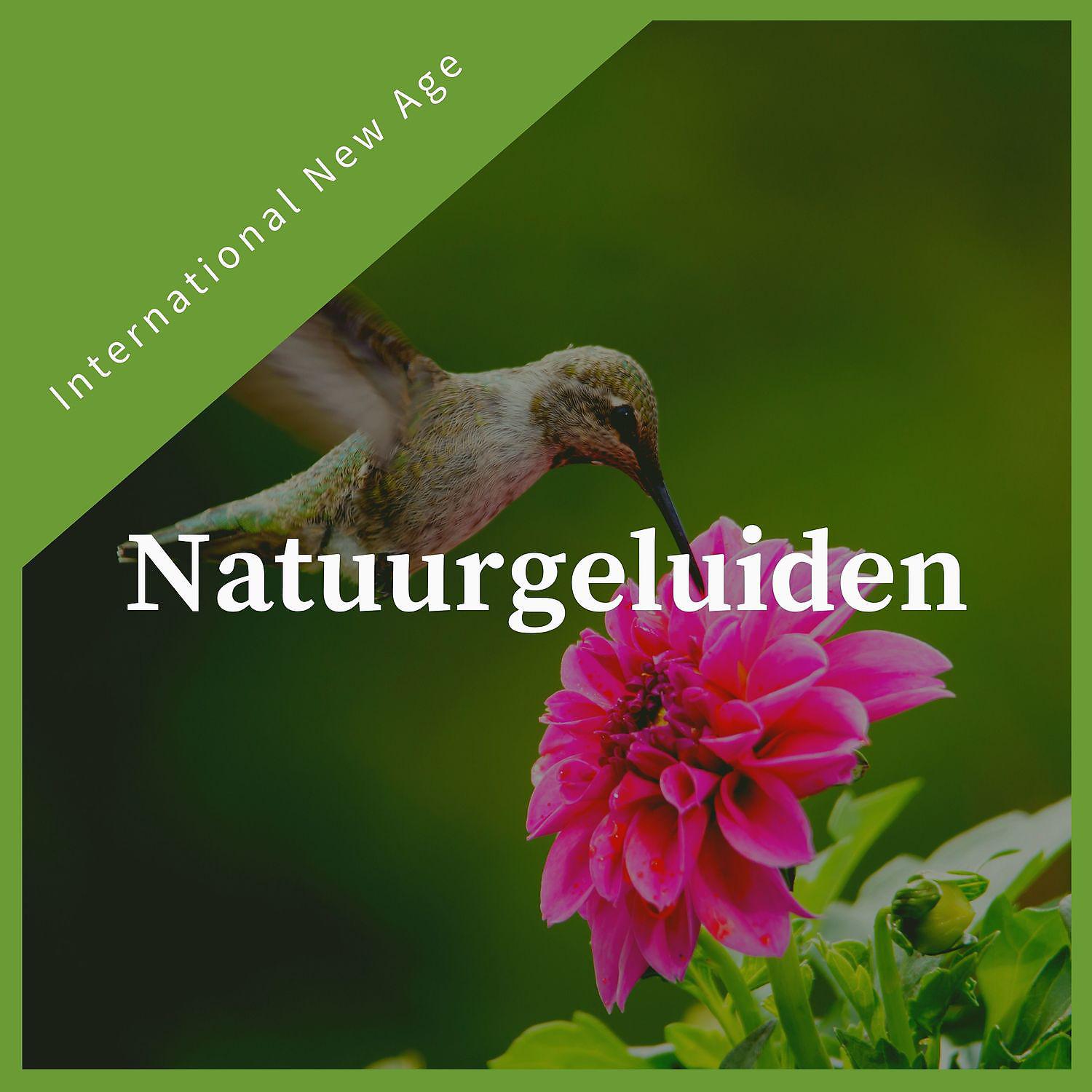 Постер альбома Natuurgeluiden - Rustige new age muziek
