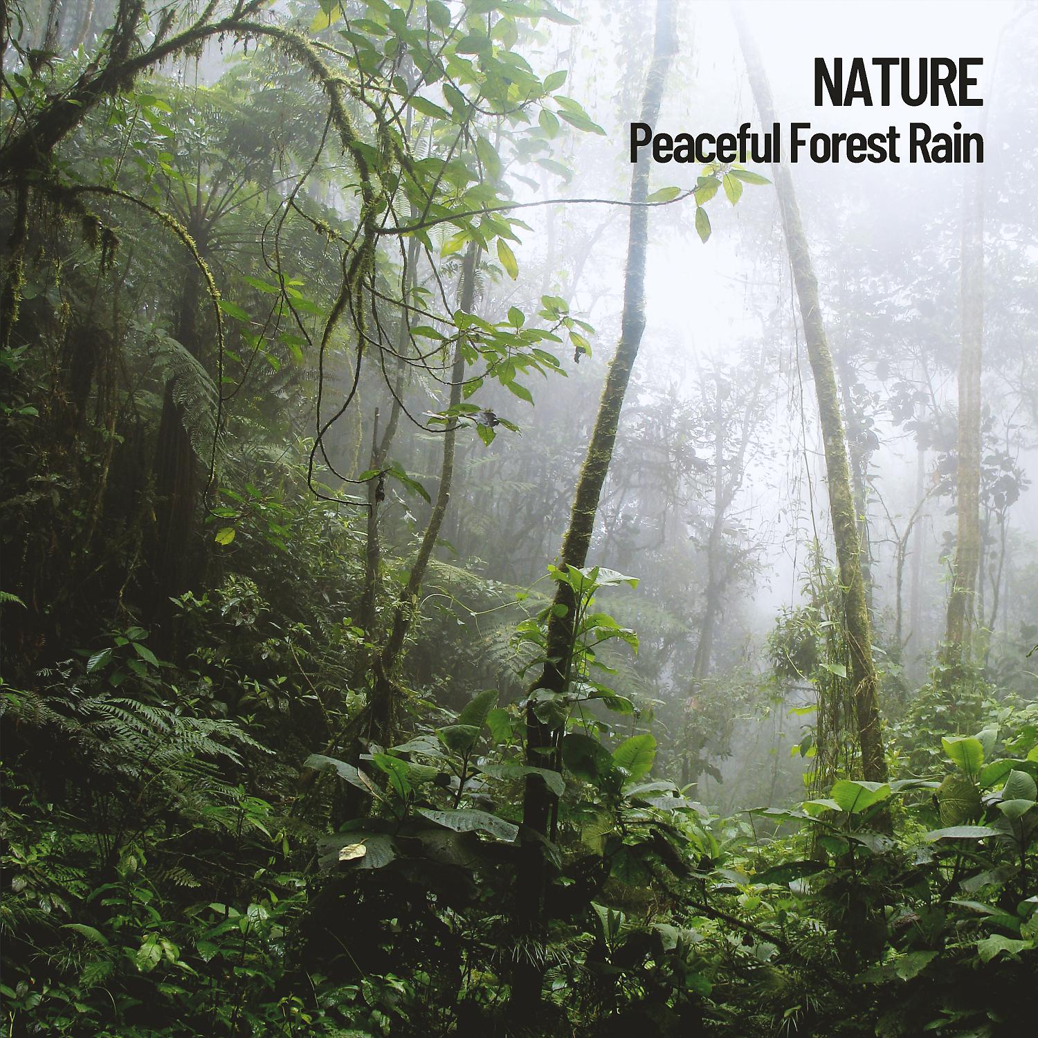 Постер альбома Nature: Peaceful Forest Rain