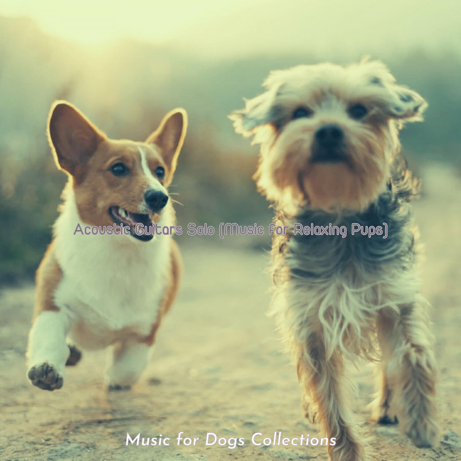 Music for Dogs Collections - Classic Moods for Calm Puppies