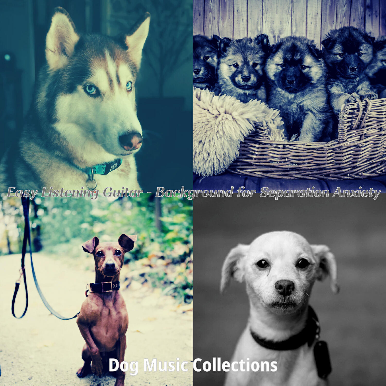 Dog Music Collections - Glorious Guitar Solos - Vibe for Walking Dogs