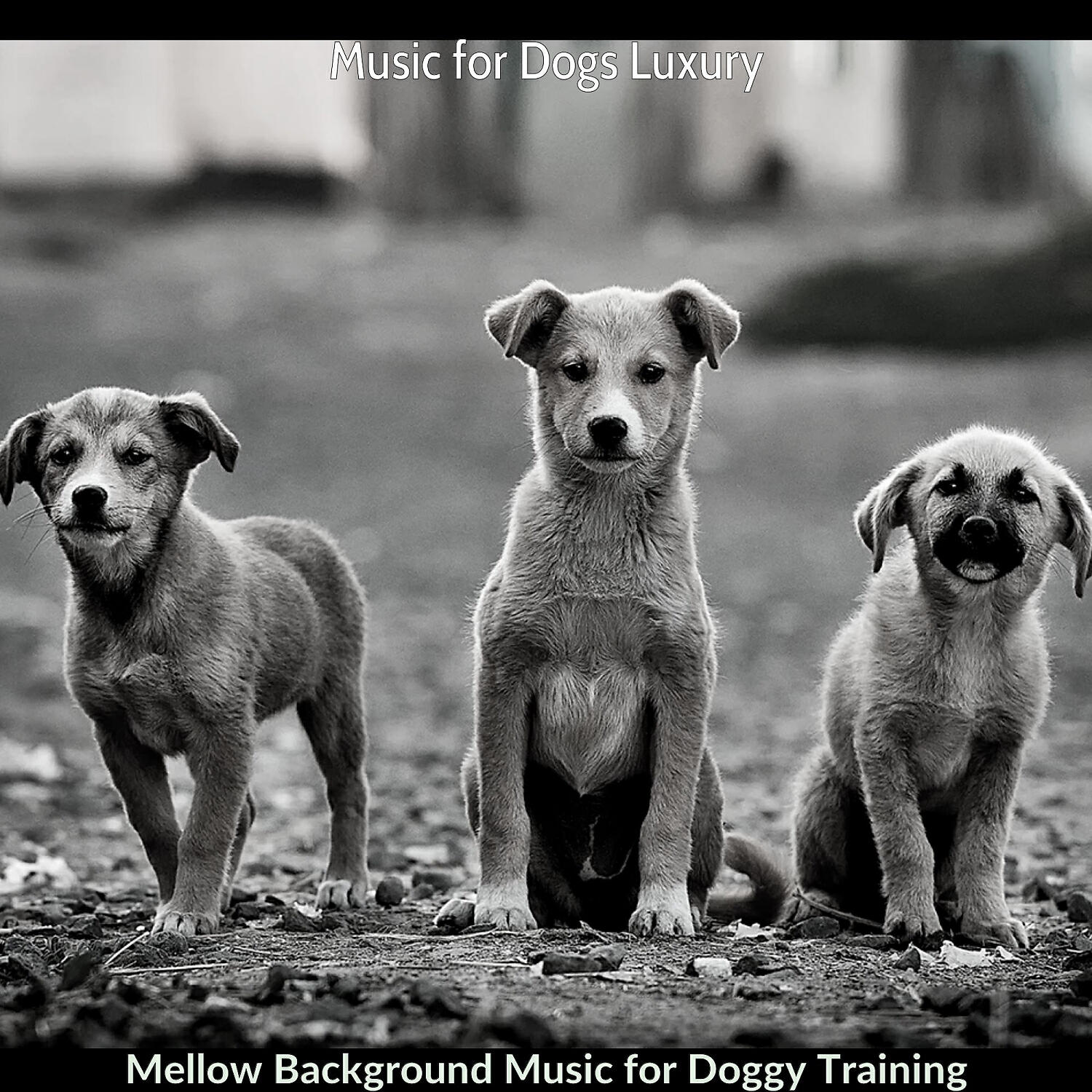 Music for Dogs Luxury - Easy Listening Acoustic Guitar Soundtrack for Doggy Training