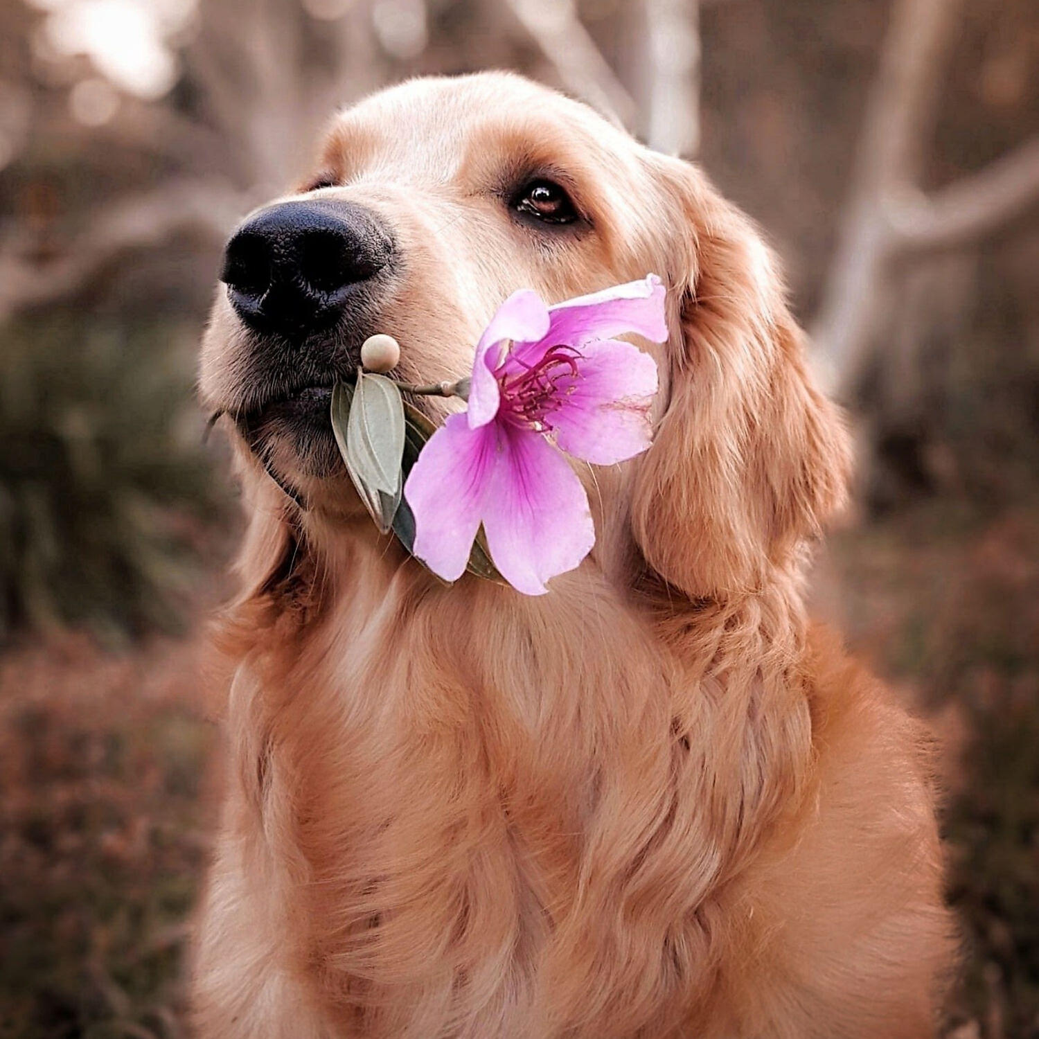 Dog Music - Calming Pet Sounds for Dogs and Puppies, Pt. 5